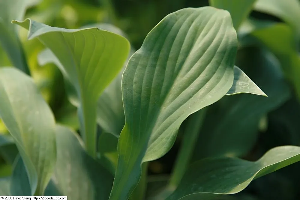 Krossa Regal Hosta (Hosta 'Krossa Regal') — is a stalwart perennial celebrated for its distinctive form and foliage