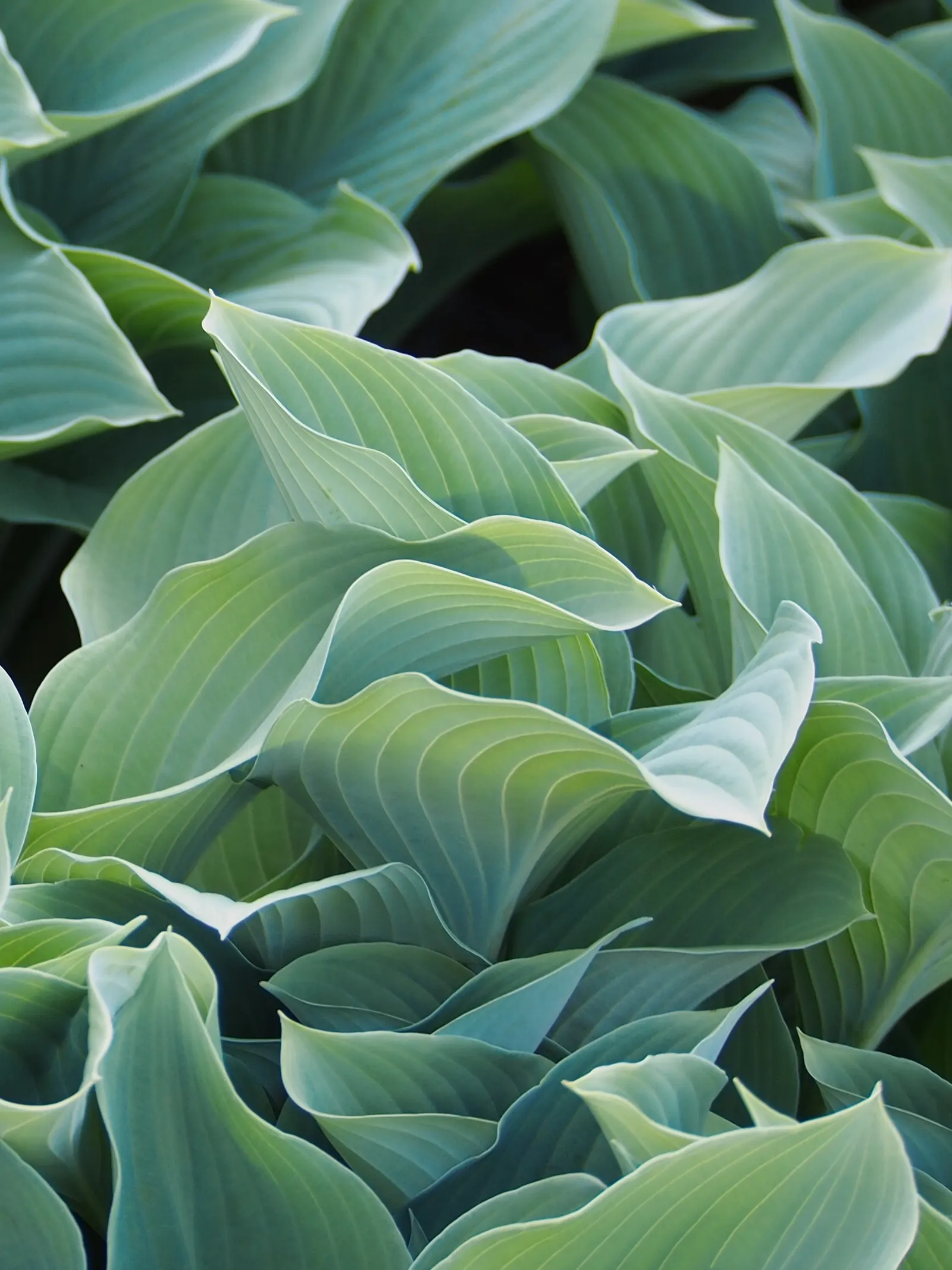 Krossa Regal Hosta (Hosta 'Krossa Regal') — This plant can serve as a captivating focal point or a refined complement within a shade garden design