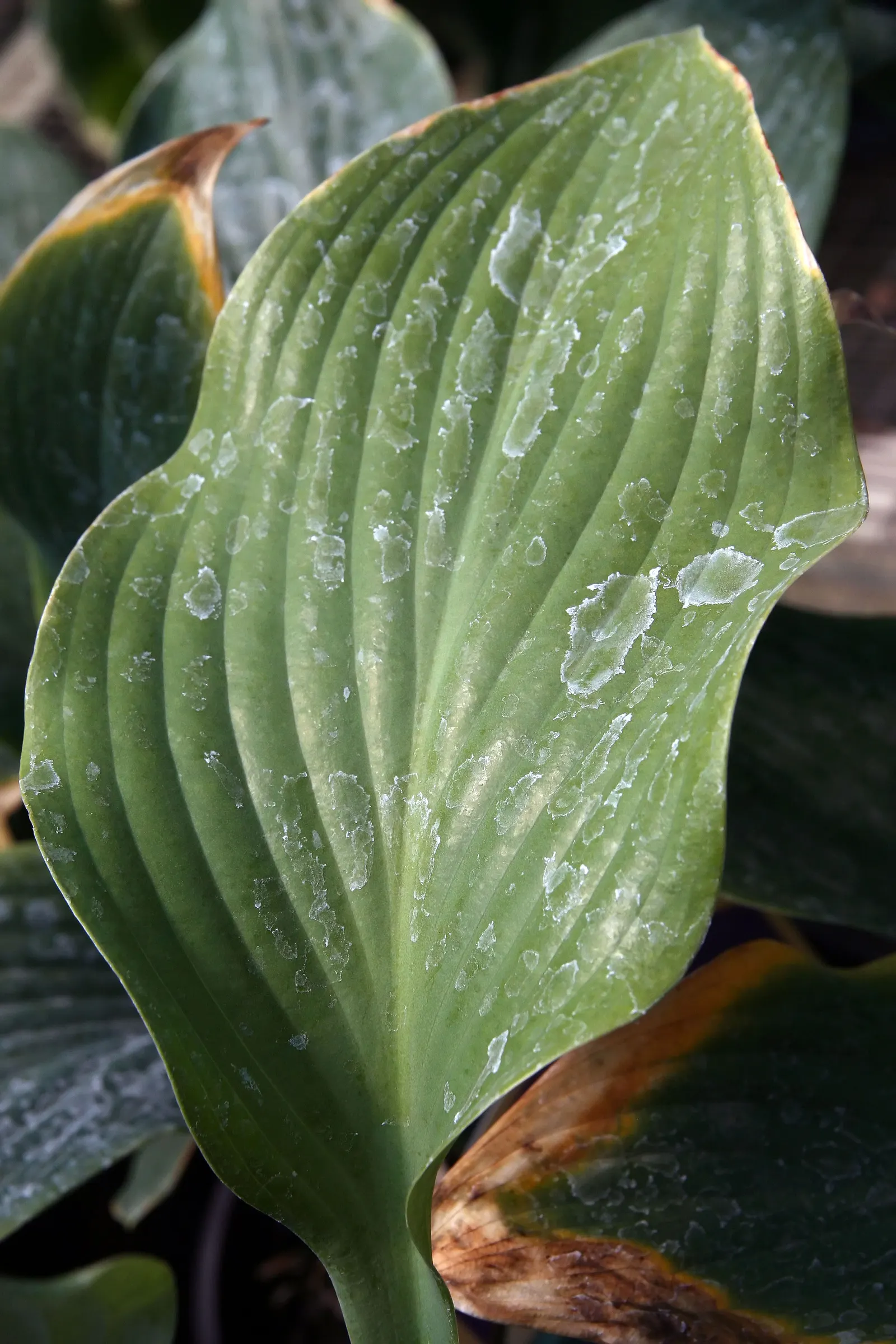 Krossa Regal Hosta (Hosta 'Krossa Regal') — It features frosty blue, elongated leaves arching up to 3 feet tall, forming a vase-like clump