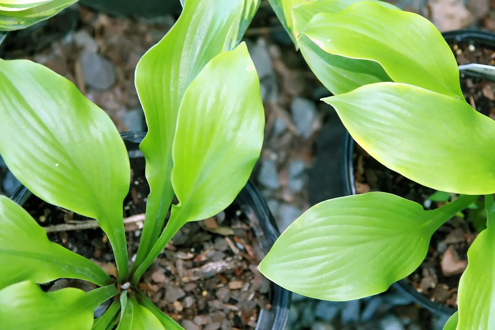 Krossa Regal Hosta (Hosta 'Krossa Regal') — Lavender-hued, bell-shaped flowers emerge on 5-foot scapes in midsummer, enhancing vertical interest