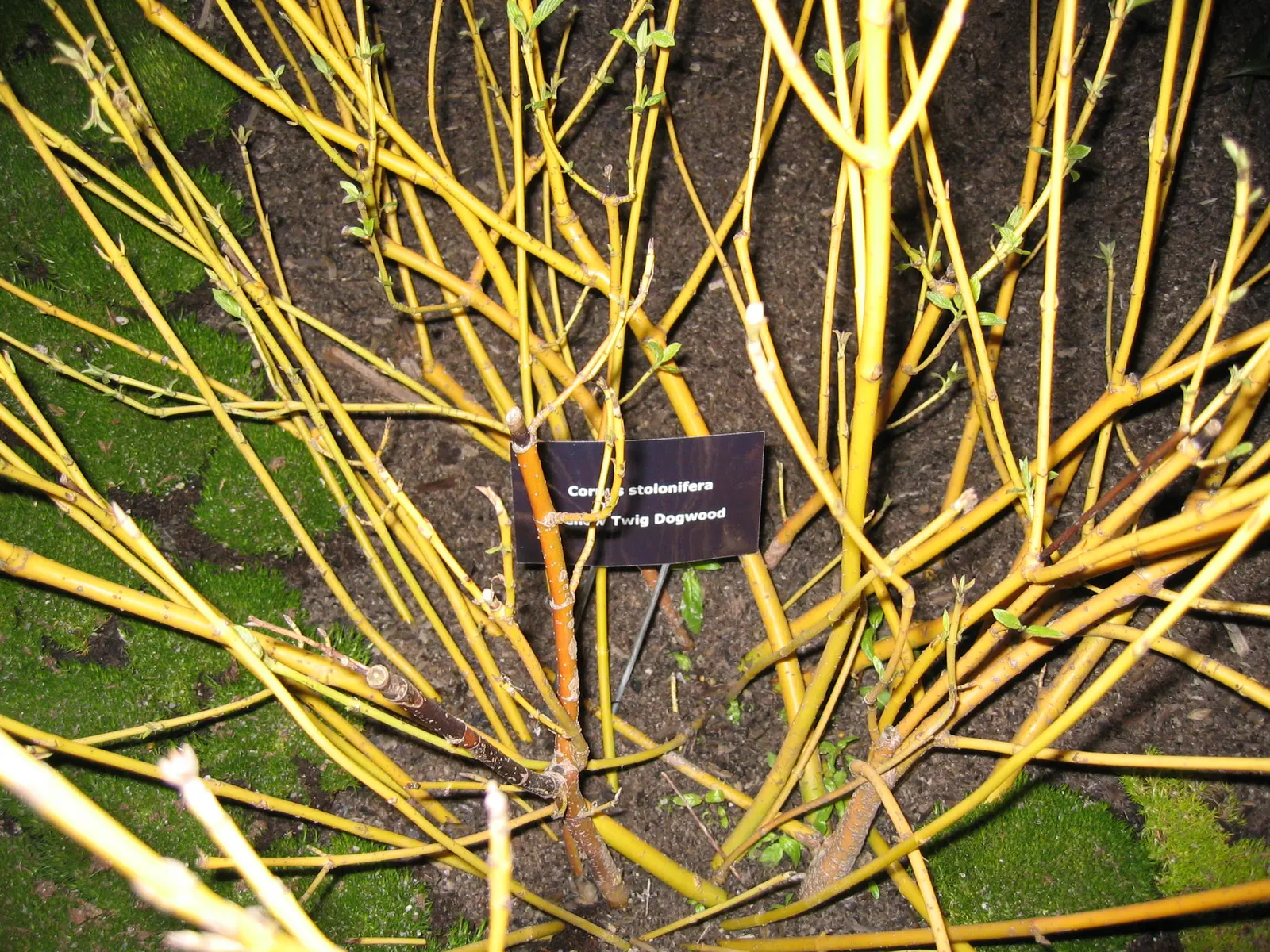 Redtwig Or Red-Osier, Creek Dogwood (Cornus sericea) — This North American native is well-suited for USDA zones 3 through 8