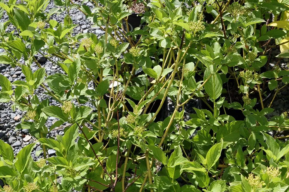 Redtwig Or Red-Osier, Creek Dogwood (Cornus sericea) — The Redtwig or Red-Osier Dogwood