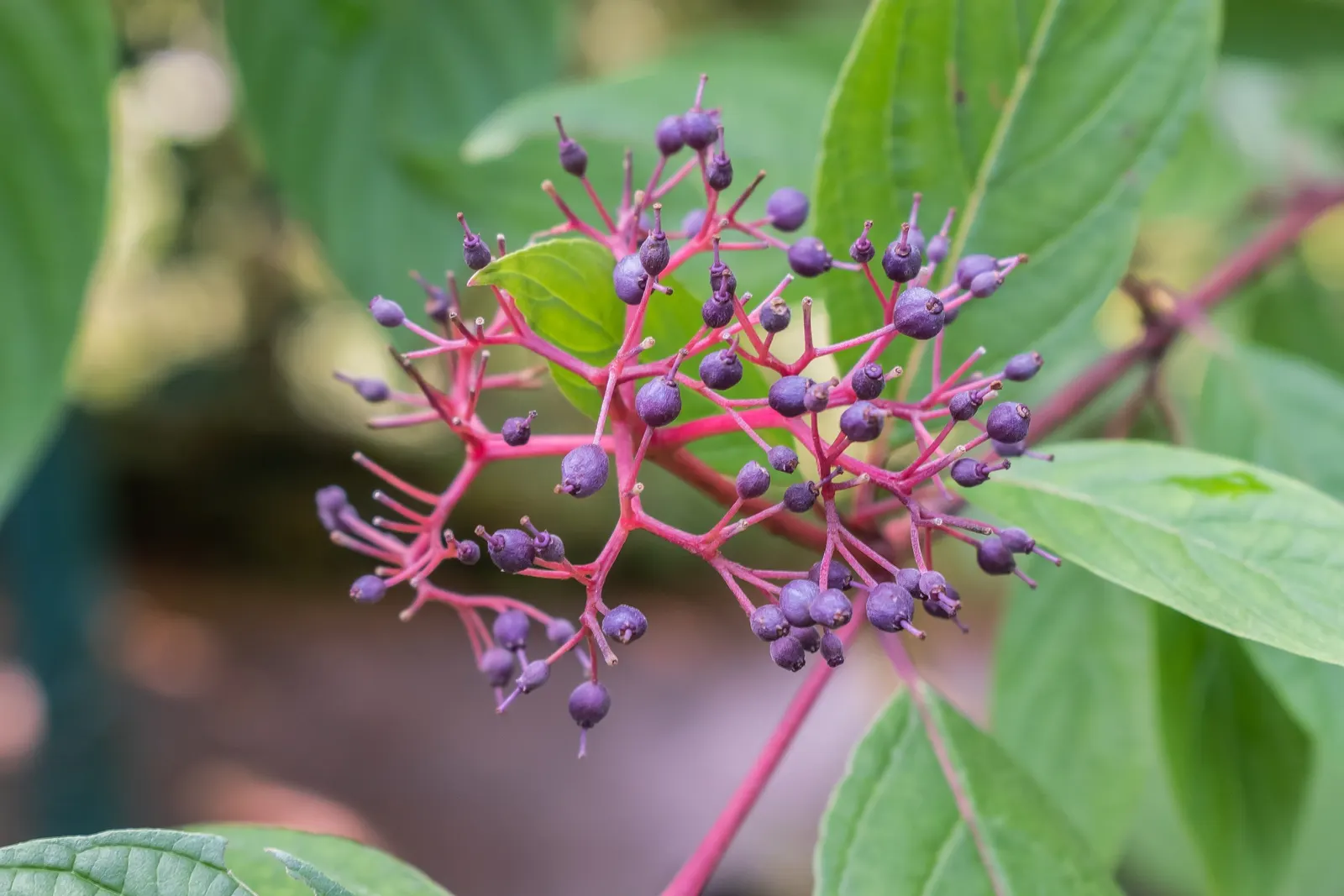 Redtwig Or Red-Osier, Creek Dogwood (Cornus sericea) — is a versatile and striking deciduous shrub that can bring year-round interest to any landscape design