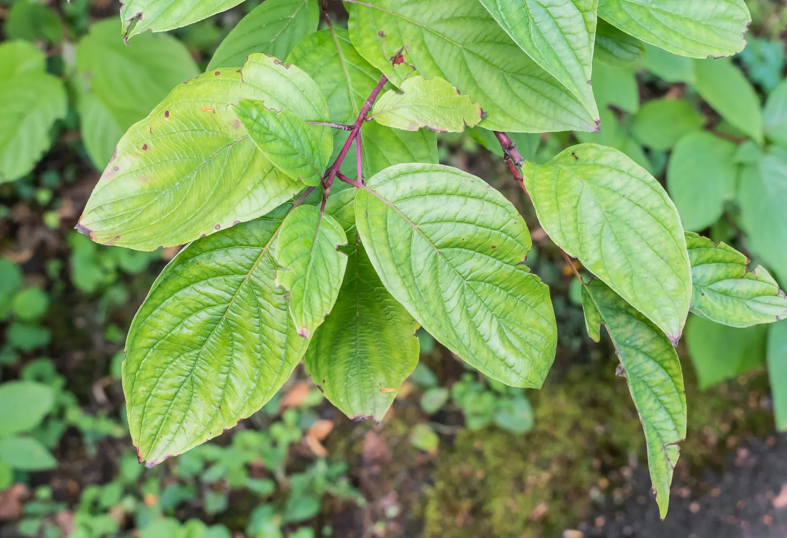 Redtwig Or Red-Osier, Creek Dogwood (Cornus sericea) — These traits make it an excellent choice for mass planting, hedging or even as a standalone specimen