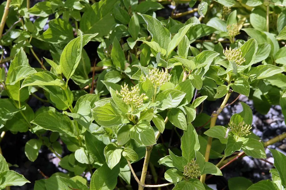 Redtwig Or Red-Osier, Creek Dogwood (Cornus sericea) — Ideal for mass planting and erosion control, this hardy shrub adds year-round interest to any design
