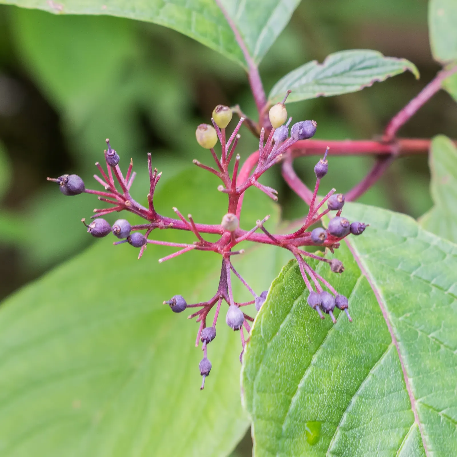 Redtwig Or Red-Osier, Creek Dogwood (Cornus sericea) — scientifically known as Cornus sericea (formerly Cornus stolonifera)