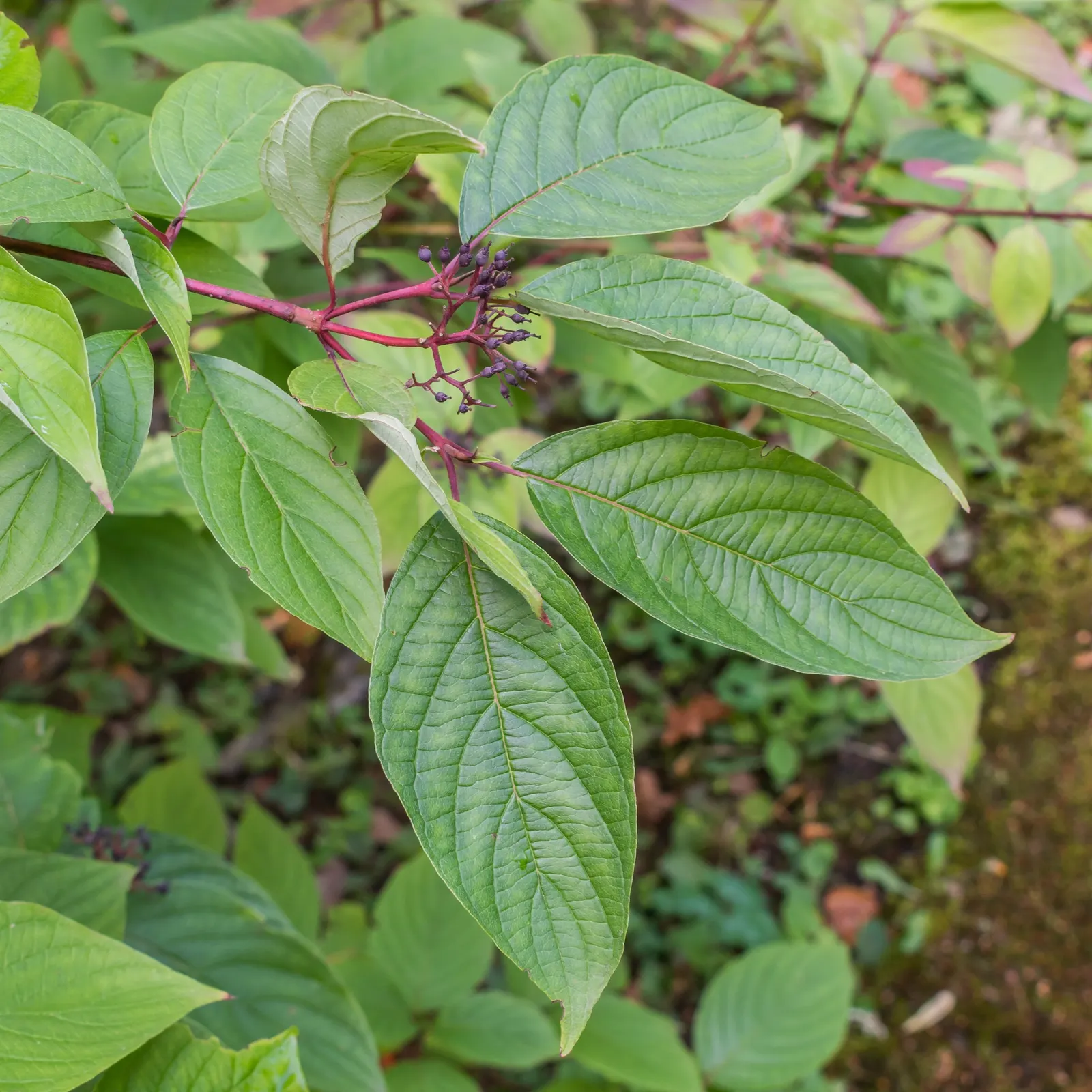 Redtwig Or Red-Osier, Creek Dogwood (Cornus sericea) — commonly known as Redtwig or Red-Osier Dogwood