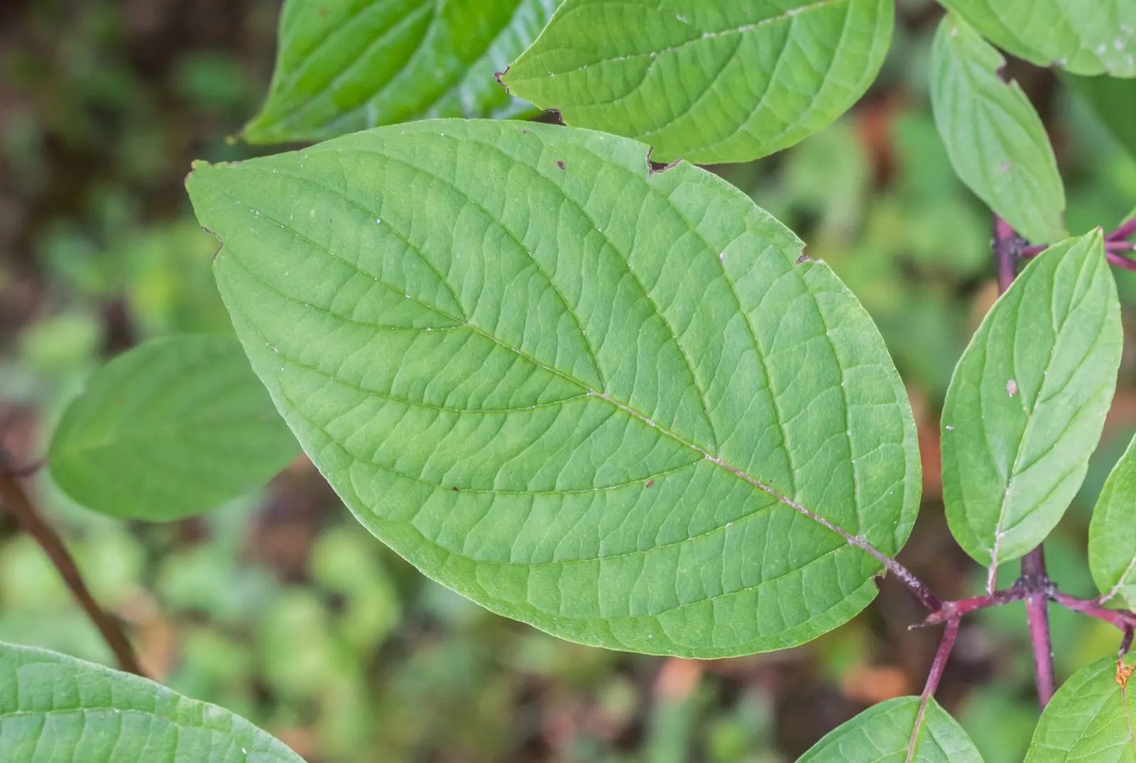 Redtwig Or Red-Osier, Creek Dogwood (Cornus sericea) — is a deciduous shrub celebrated for its vibrant red stems that shine in winter landscapes