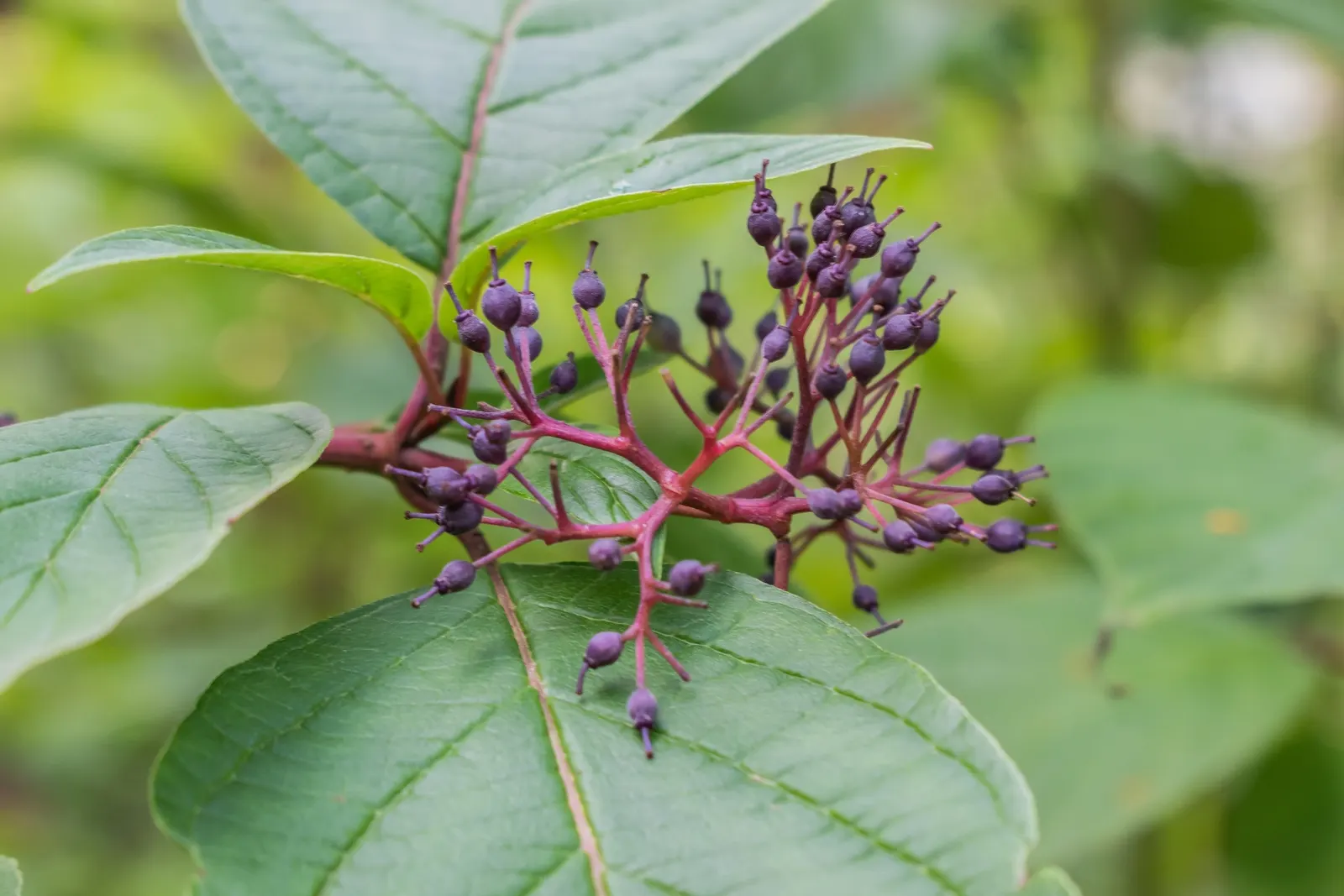 Redtwig Or Red-Osier, Creek Dogwood (Cornus sericea) — the Red-Osier Dogwood is a crowd-pleaser with its multiple stems and a rounded