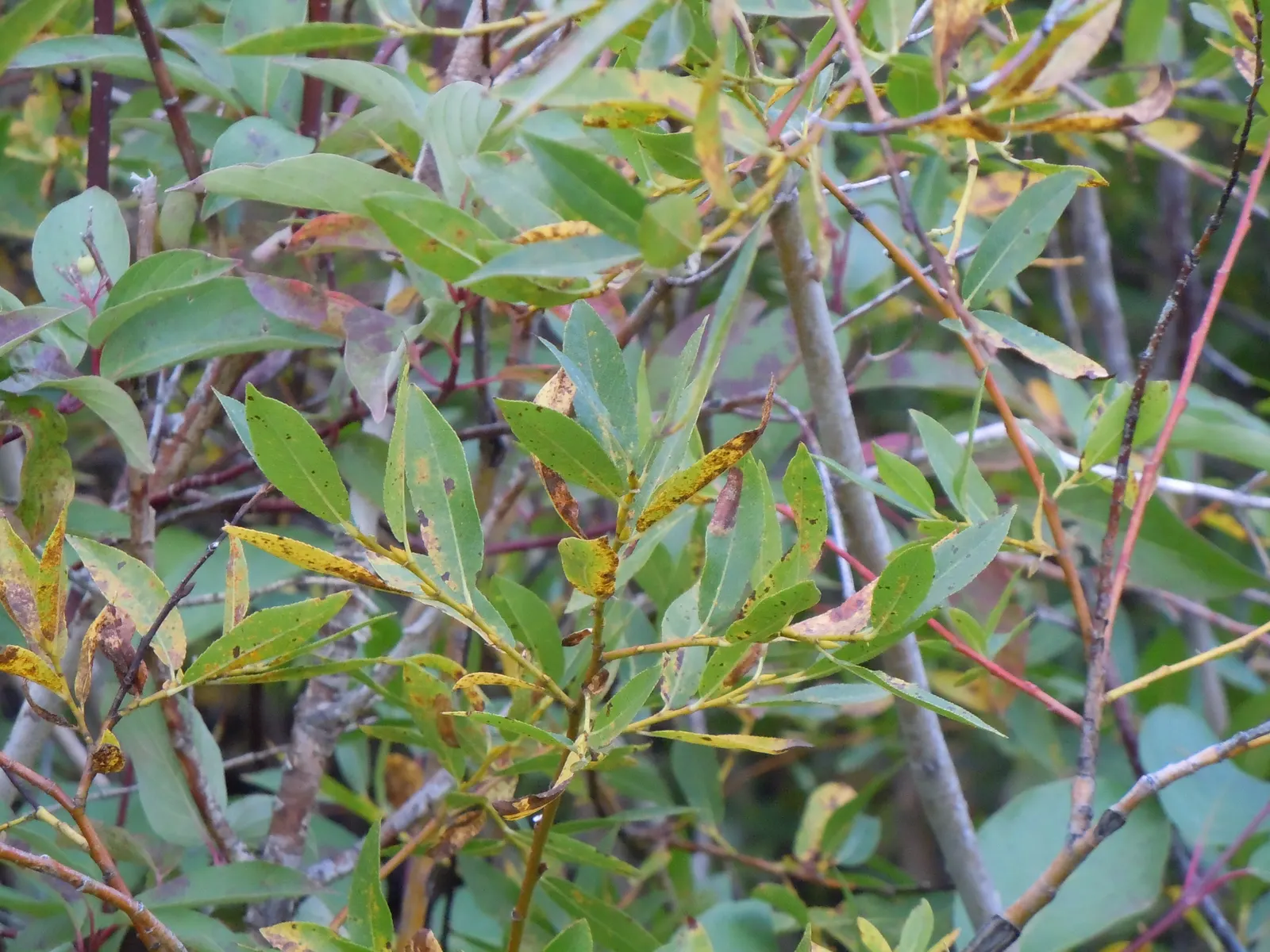 Redtwig Or Red-Osier, Creek Dogwood (Cornus sericea) — It grows up to 6-9 feet tall and wide, preferring moist soils in full sun to partial shade