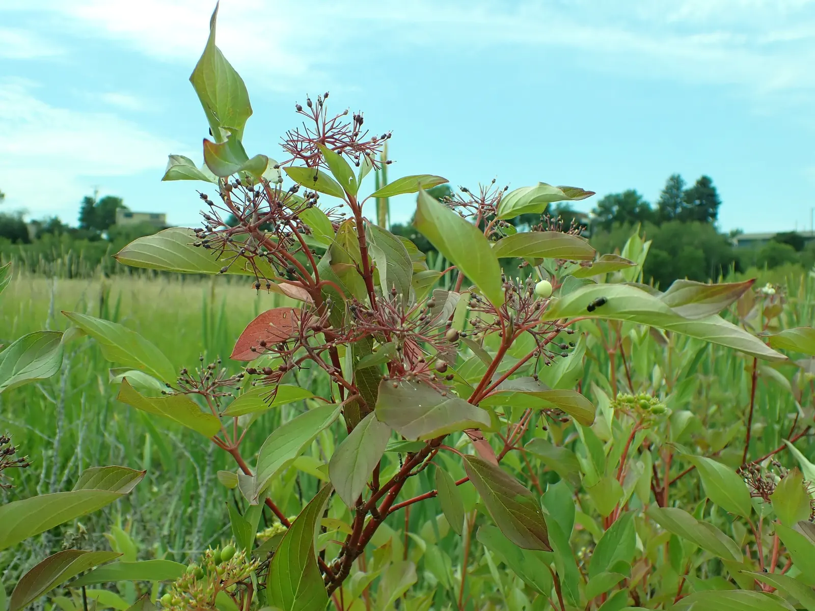 Redtwig Or Red-Osier, Creek Dogwood (Cornus sericea) — It grows up to 6-9 feet tall and wide, preferring moist soils in full sun to partial shade; further