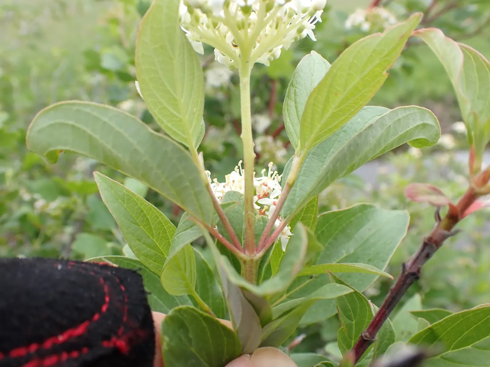 Redtwig Or Red-Osier, Creek Dogwood (Cornus sericea) — The leaves are a lush green during the warm months