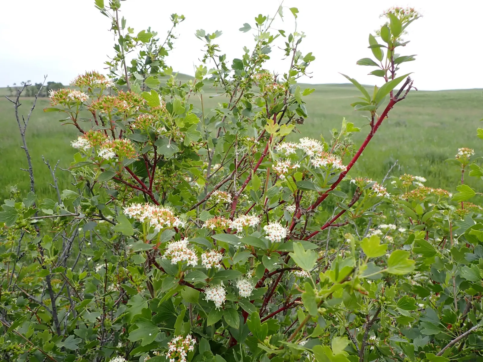 Redtwig Or Red-Osier, Creek Dogwood (Cornus sericea) — shrub / tree with white blooms