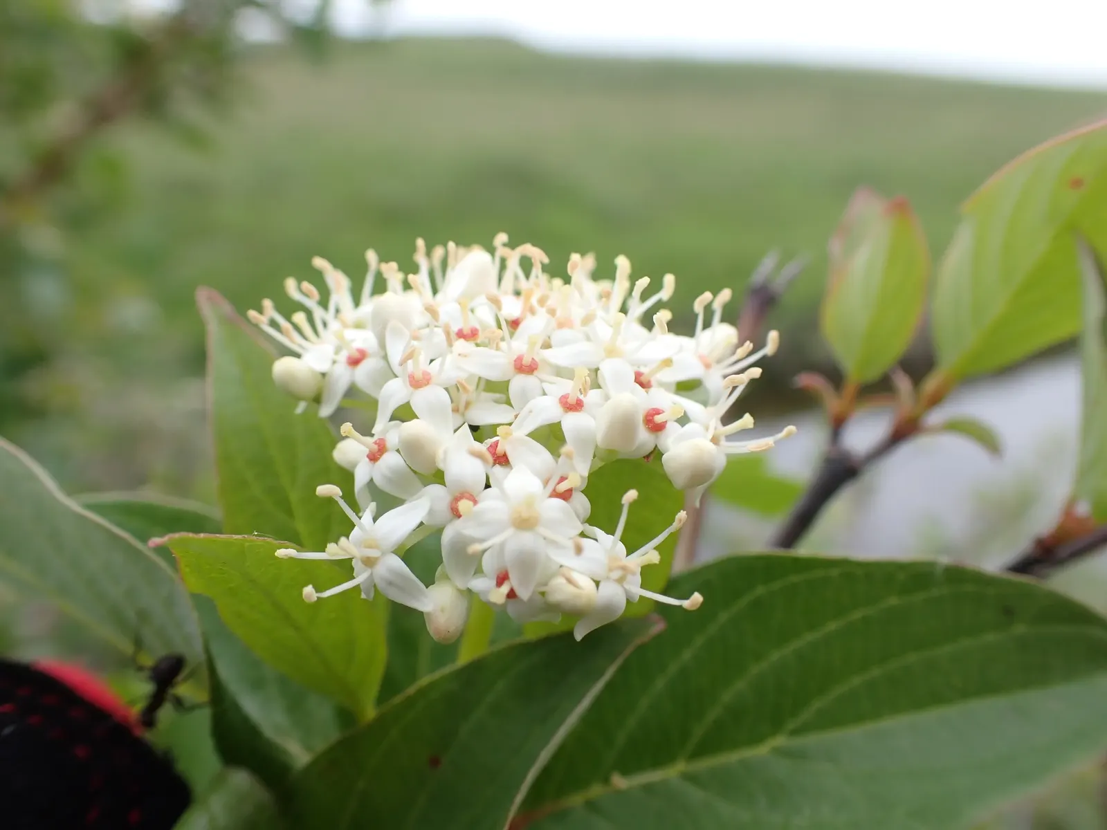 Redtwig Or Red-Osier, Creek Dogwood (Cornus sericea) — White spring flowers, followed by blue-white berries, support local wildlife; shrub / tree for full or