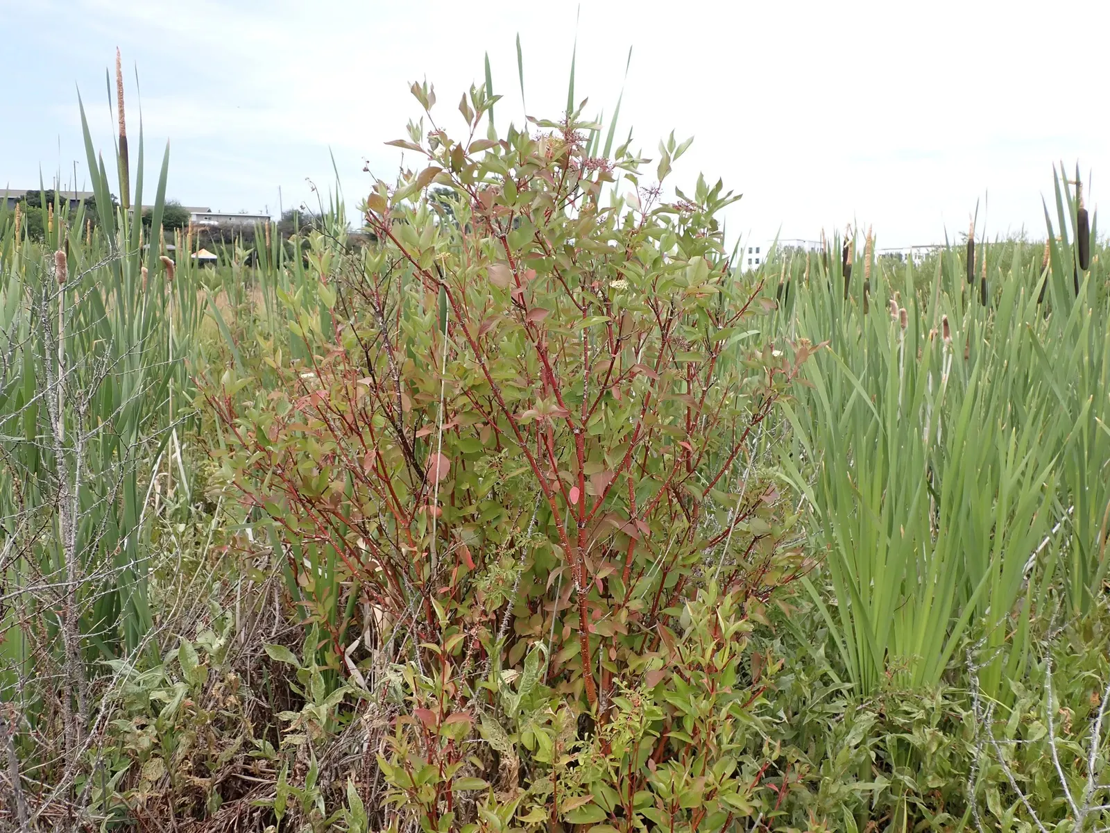 Redtwig Or Red-Osier, Creek Dogwood (Cornus sericea) — The Redtwig or Red-Osier Dogwood; the plant exhibits flat-topped clusters of white flowers