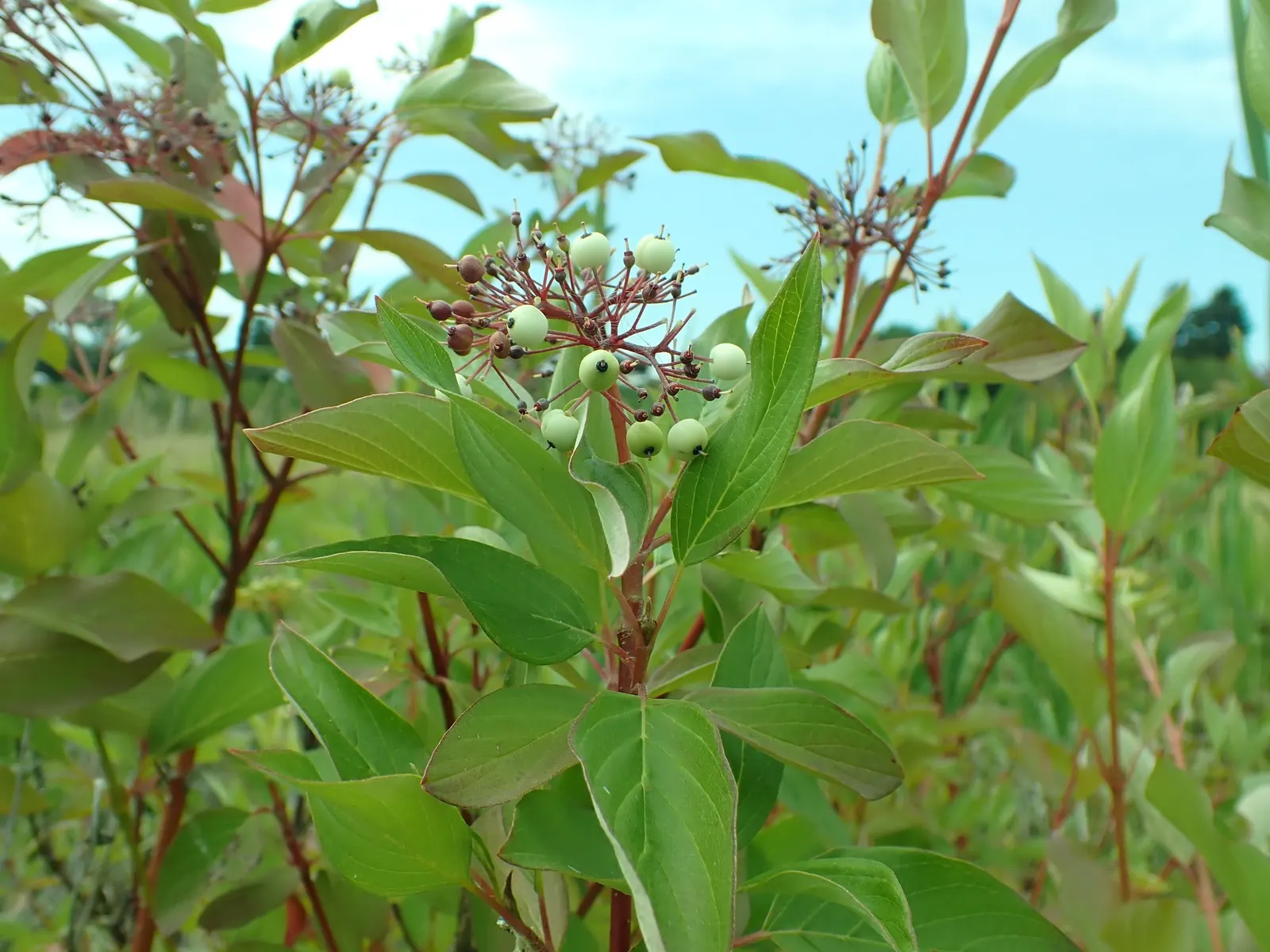 Redtwig Or Red-Osier, Creek Dogwood (Cornus sericea) — It's tolerant of a variety of soil types