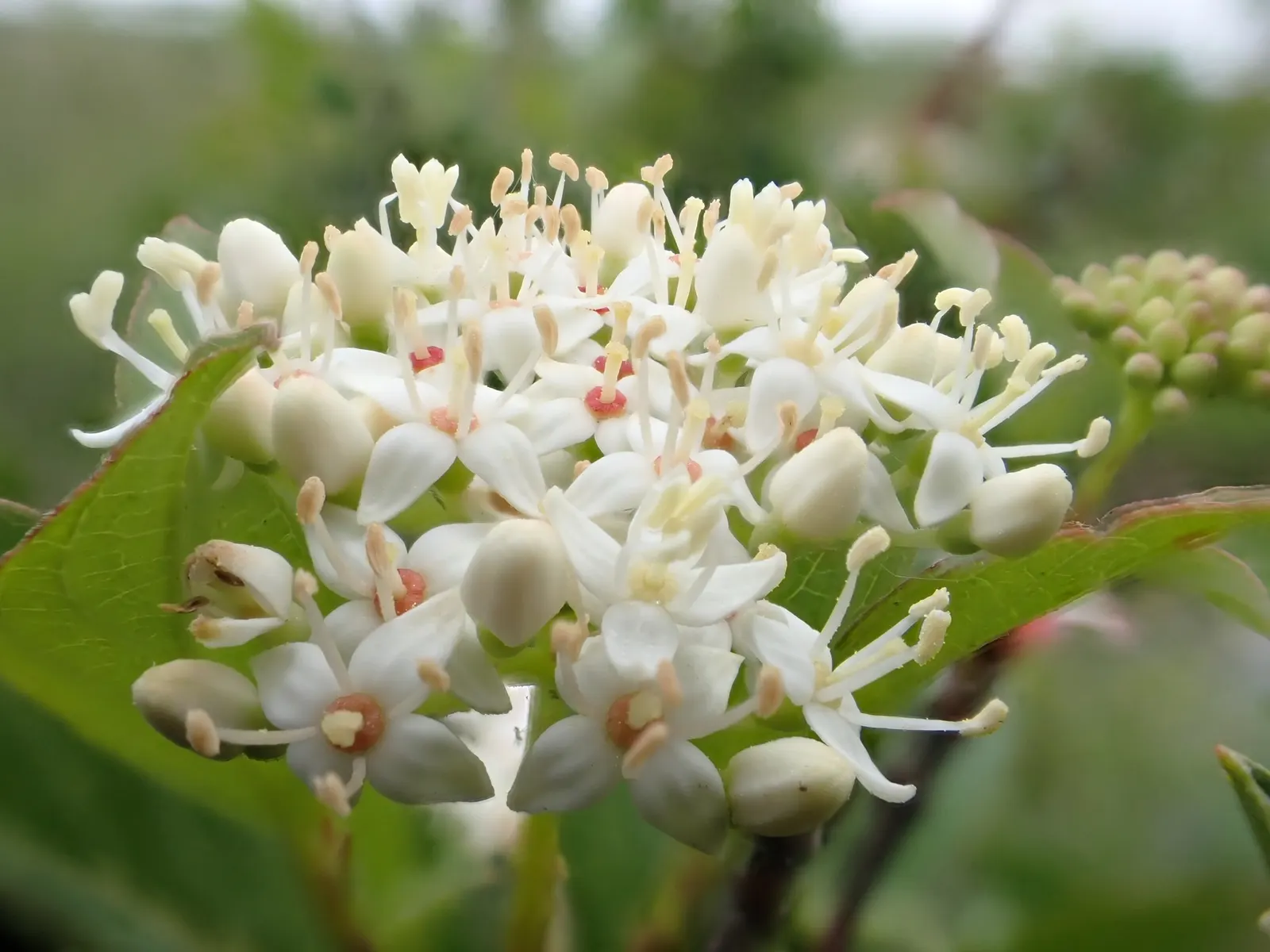 Redtwig Or Red-Osier, Creek Dogwood (Cornus sericea) — is a deciduous shrub celebrated for its vibrant red stems that shine in winter landscapes; these traits