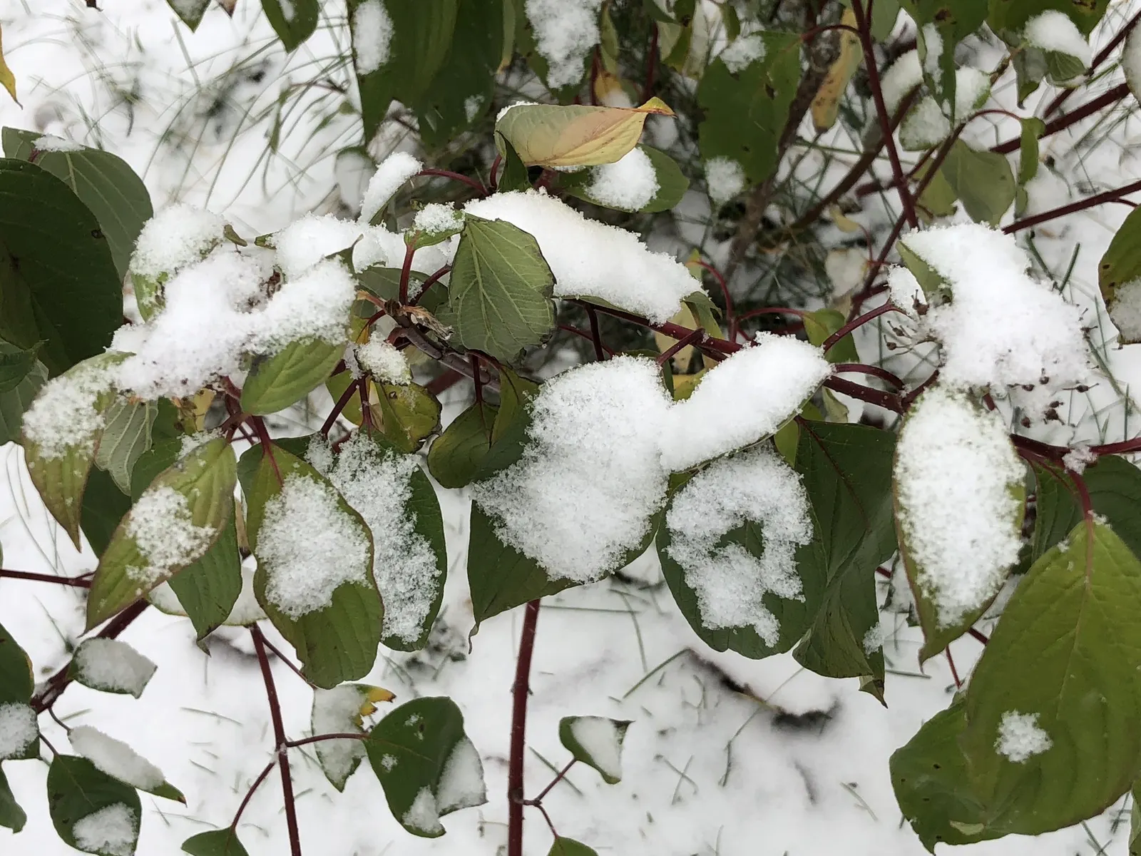 Redtwig Or Red-Osier, Creek Dogwood (Cornus sericea) — the plant exhibits flat-topped clusters of white flowers