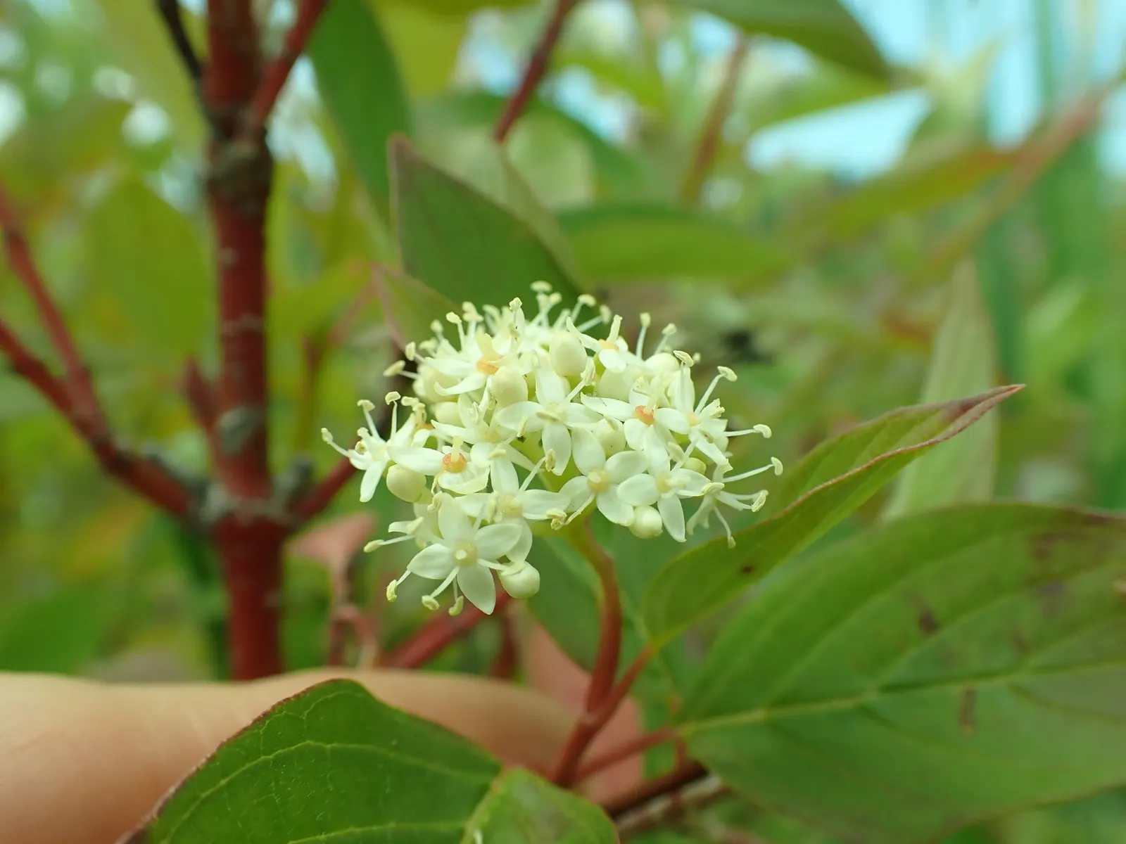 Redtwig Or Red-Osier, Creek Dogwood (Cornus sericea) — and it's also known for its ability to stabilize soil