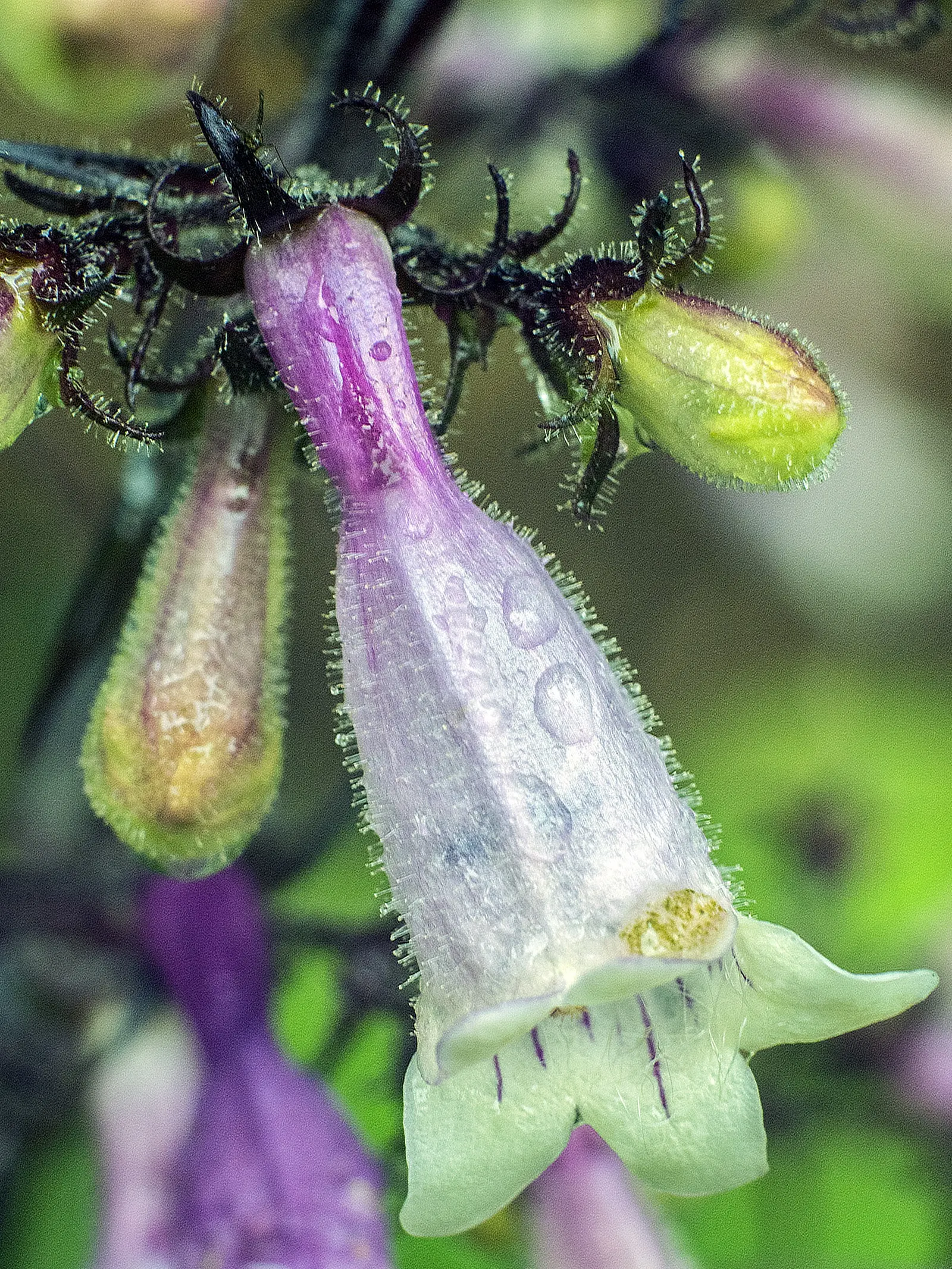 Dark Towers Penstemon (Penstemon 'Dark Towers') — it offers a modern contrast in mixed beds and attracts hummingbirds and butterflies