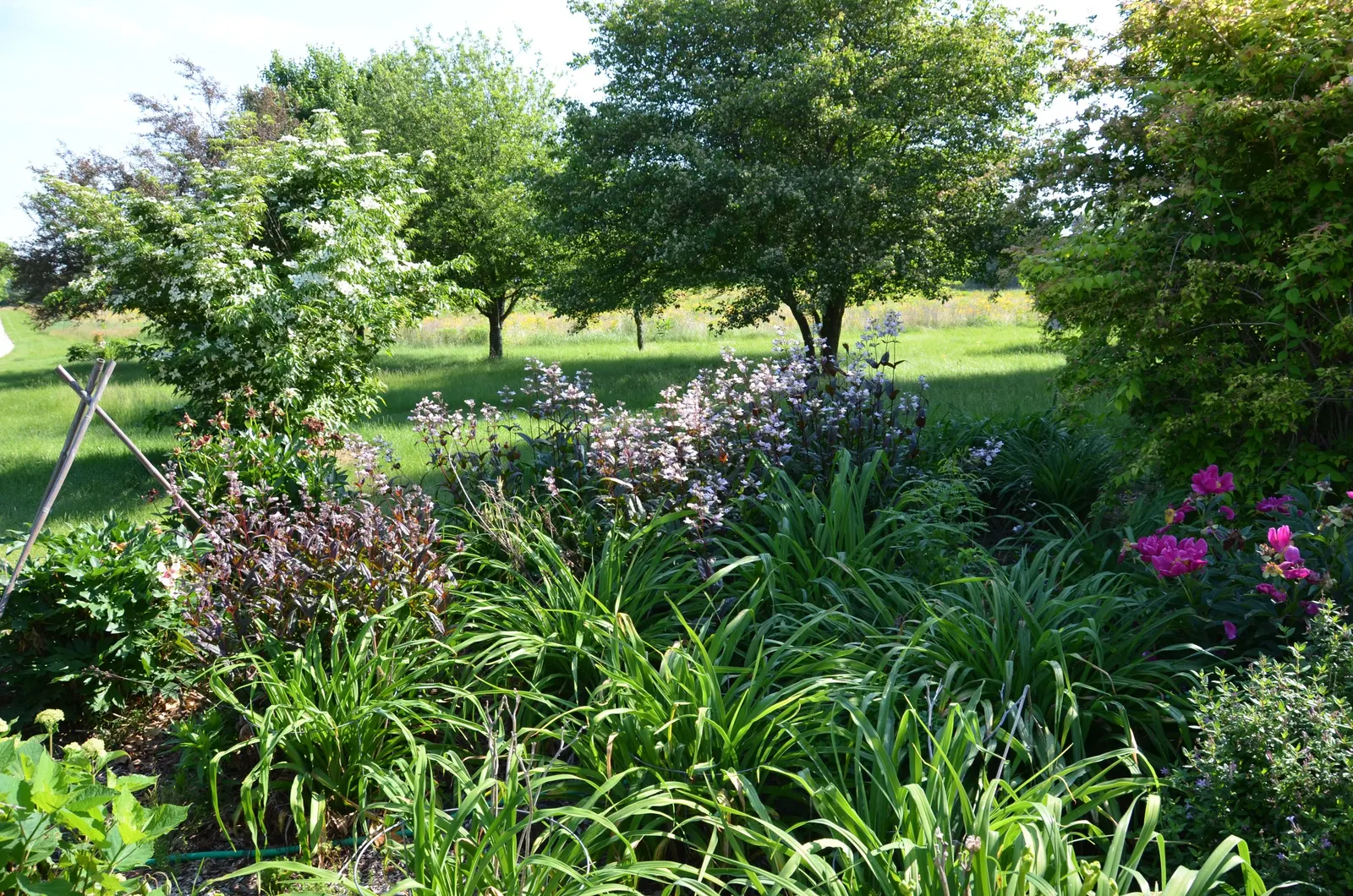Dark Towers Penstemon (Penstemon 'Dark Towers') — Drought-tolerant once established
