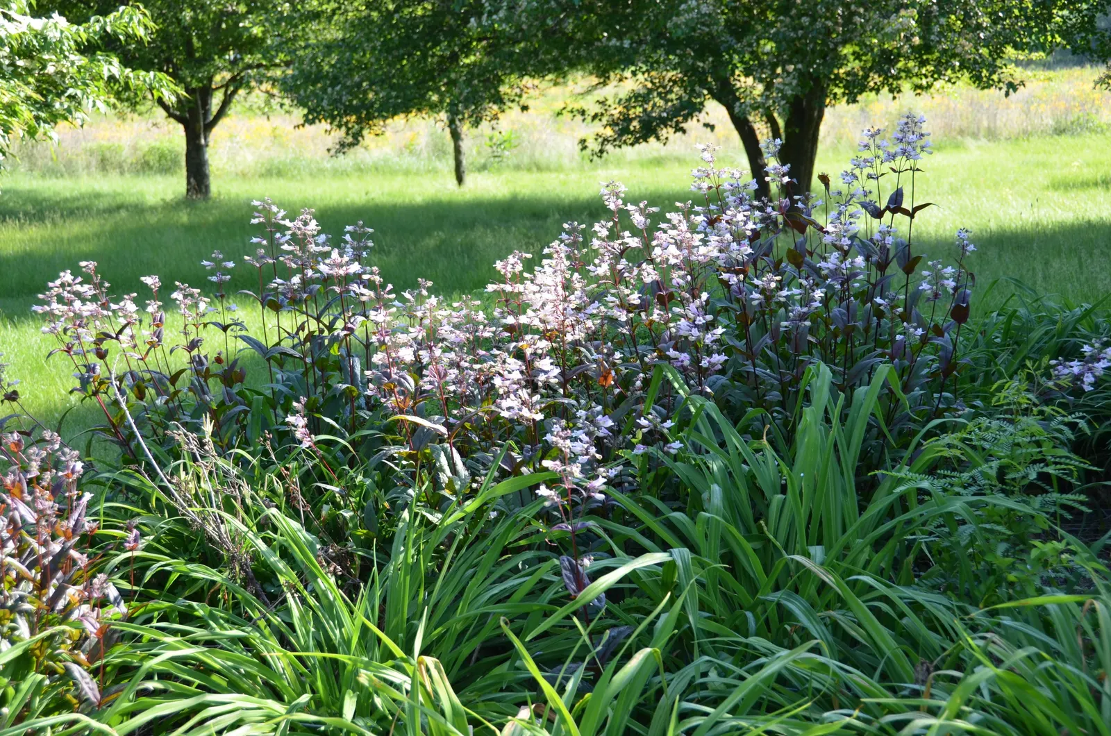 Dark Towers Penstemon (Penstemon 'Dark Towers') — commonly referred to as Dark Towers Penstemon