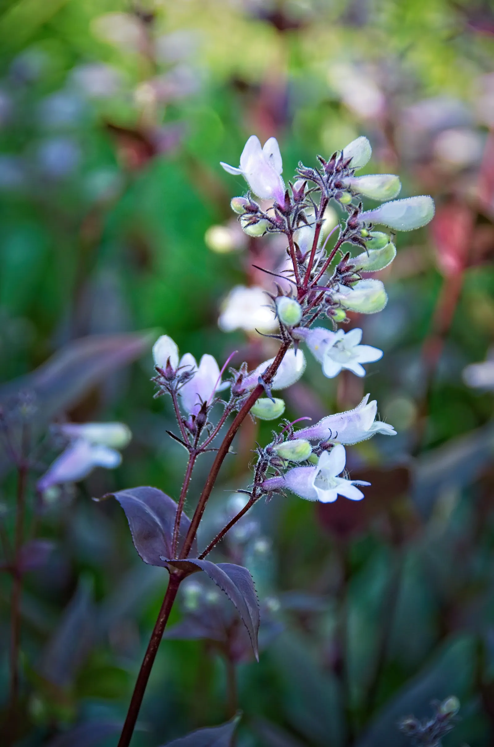 Dark Towers Penstemon (Penstemon 'Dark Towers') — Full sun exposure encourages optimal flowering from early to mid-summer