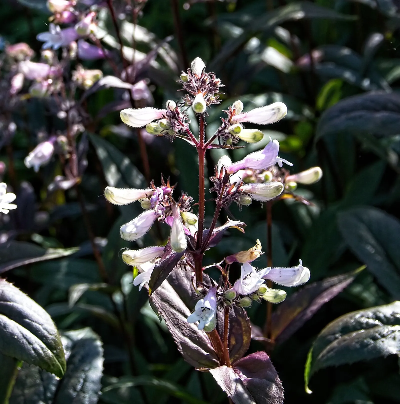 Dark Towers Penstemon (Penstemon 'Dark Towers') — presents a striking combination of deep wine to burgundy foliage and pale pink tubular blossoms