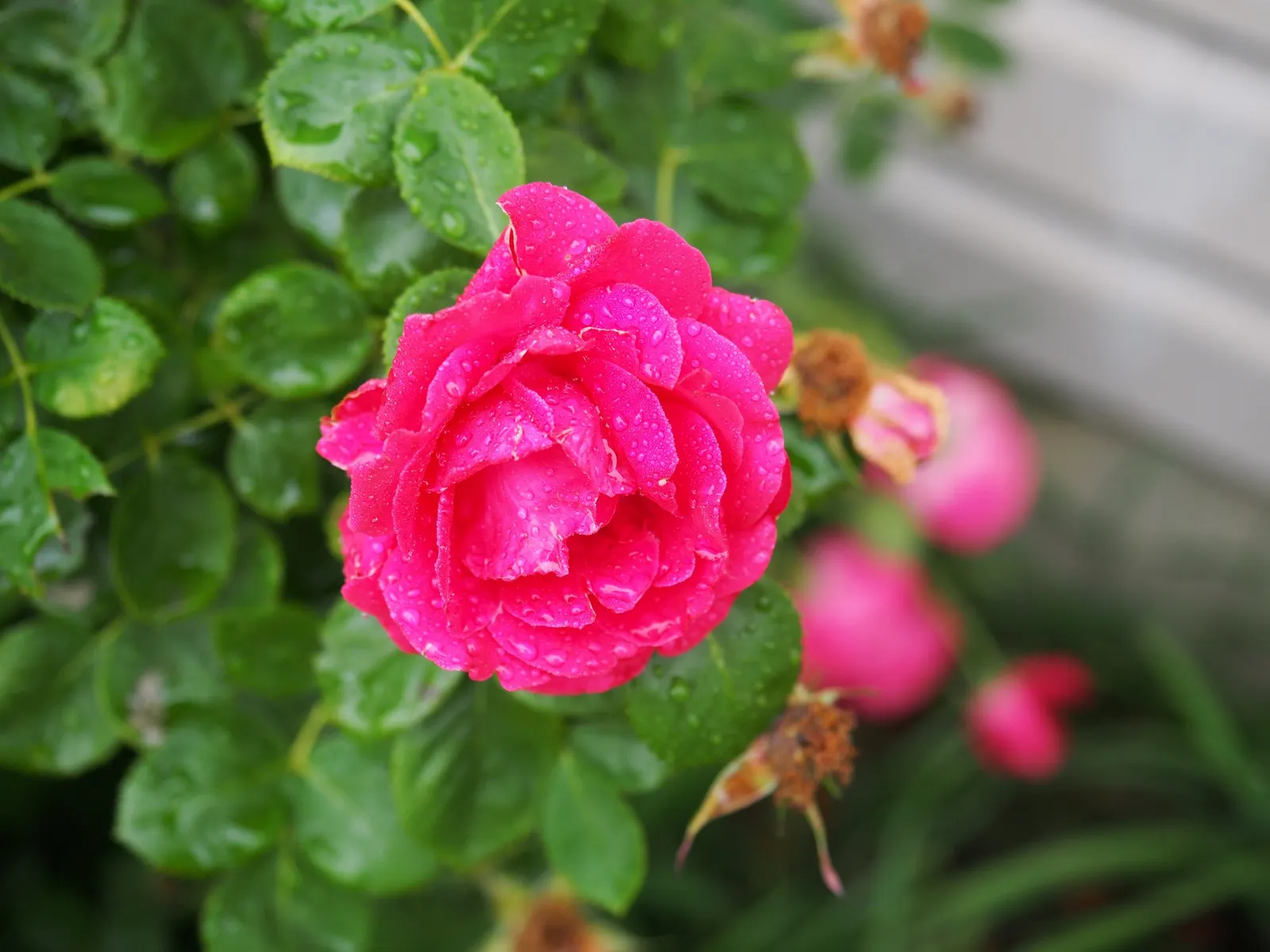 Shrub Rose Selections (Rosa Shrub Varieties) — pink flowers in the garden; showcasing an array of colors from spring to fall, image 58