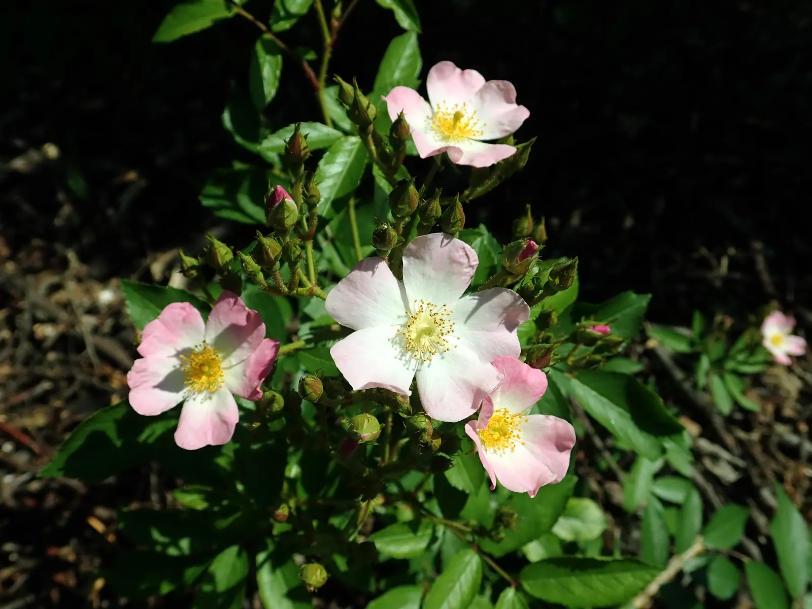 Shrub Rose Selections (Rosa Shrub Varieties) — is recommended to maintain their shape and encourage new growth.<br><br>When instructing clients