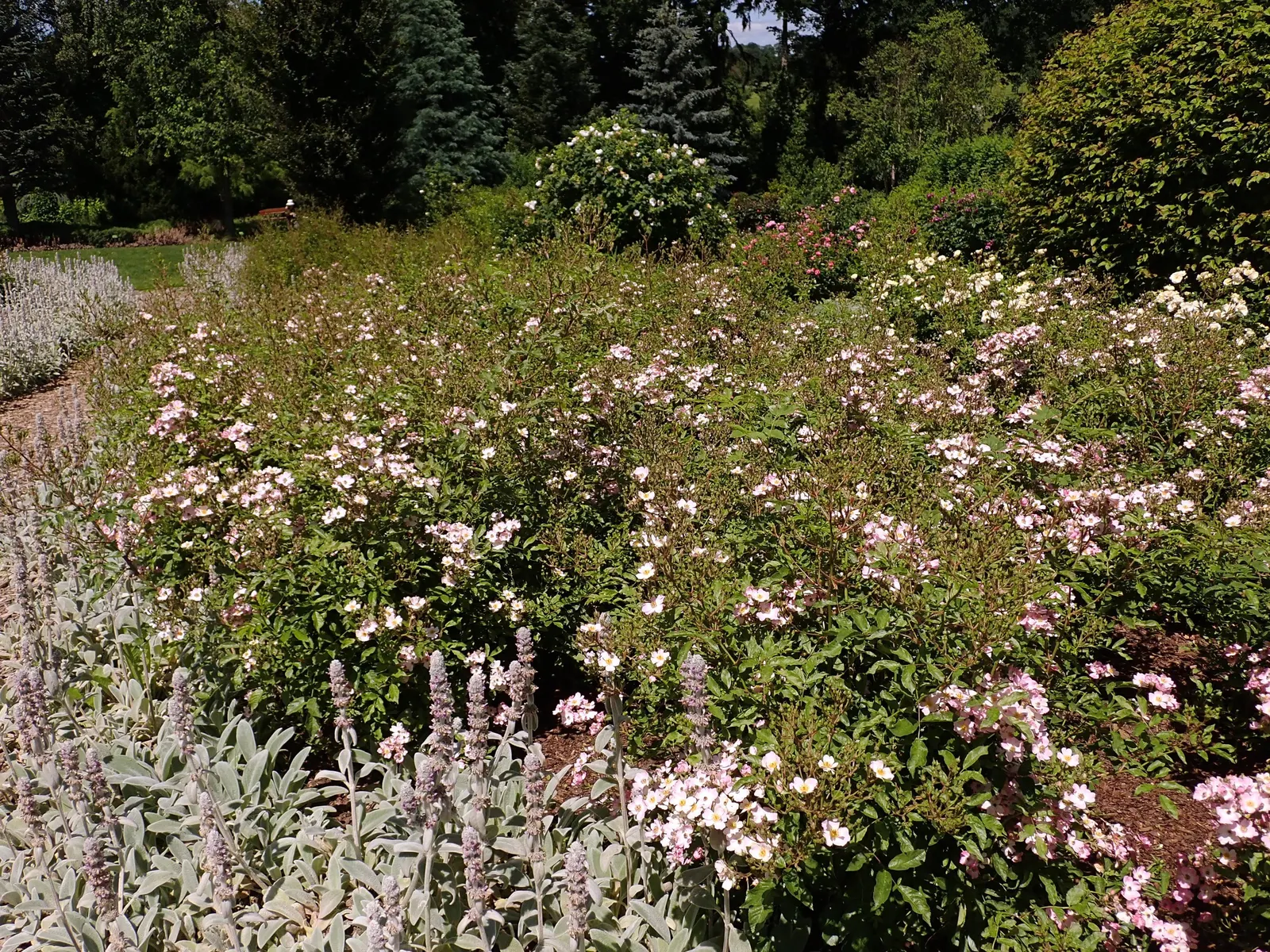 Shrub Rose Selections (Rosa Shrub Varieties) — These hardy perennials stand 2-5 feet tall with a 3-4 foot spread; rosa shrubs thrive in, image 42