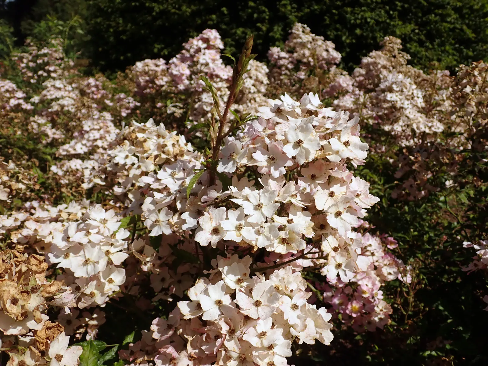 Shrub Rose Selections (Rosa Shrub Varieties) — offer a robust and versatile selection for any garden design; which means they can withstand winter temperatures