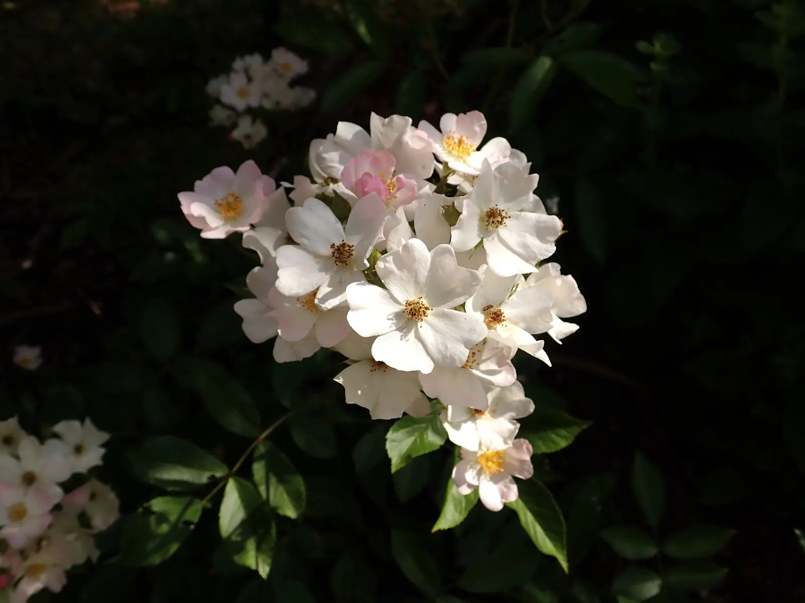 Shrub Rose Selections (Rosa Shrub Varieties) — shrub with pink blooms