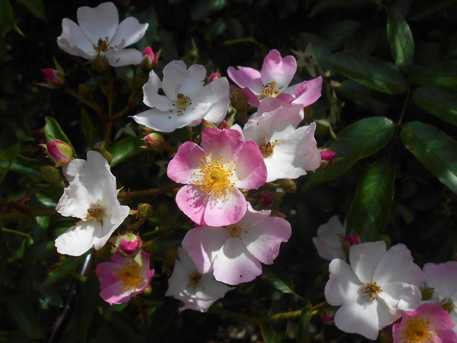 Shrub Rose Selections (Rosa Shrub Varieties) — providing long-lasting color and a welcoming habitat for pollinators