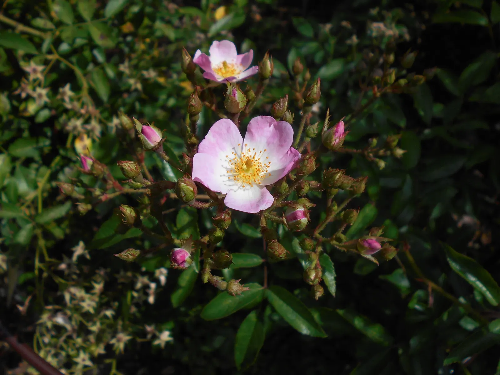 Shrub Rose Selections (Rosa Shrub Varieties) — is recommended to maintain their shape and encourage new growth.<br><br>When instructing clients, image 55