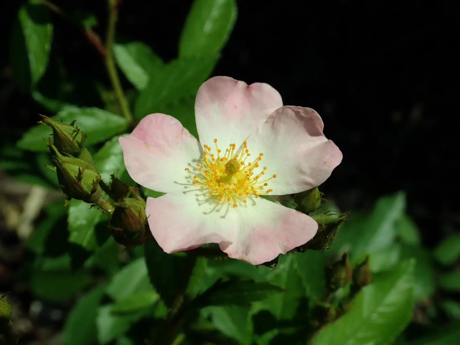 Shrub Rose Selections (Rosa Shrub Varieties) — showcasing an array of colors from spring to fall; pink flowers in the garden