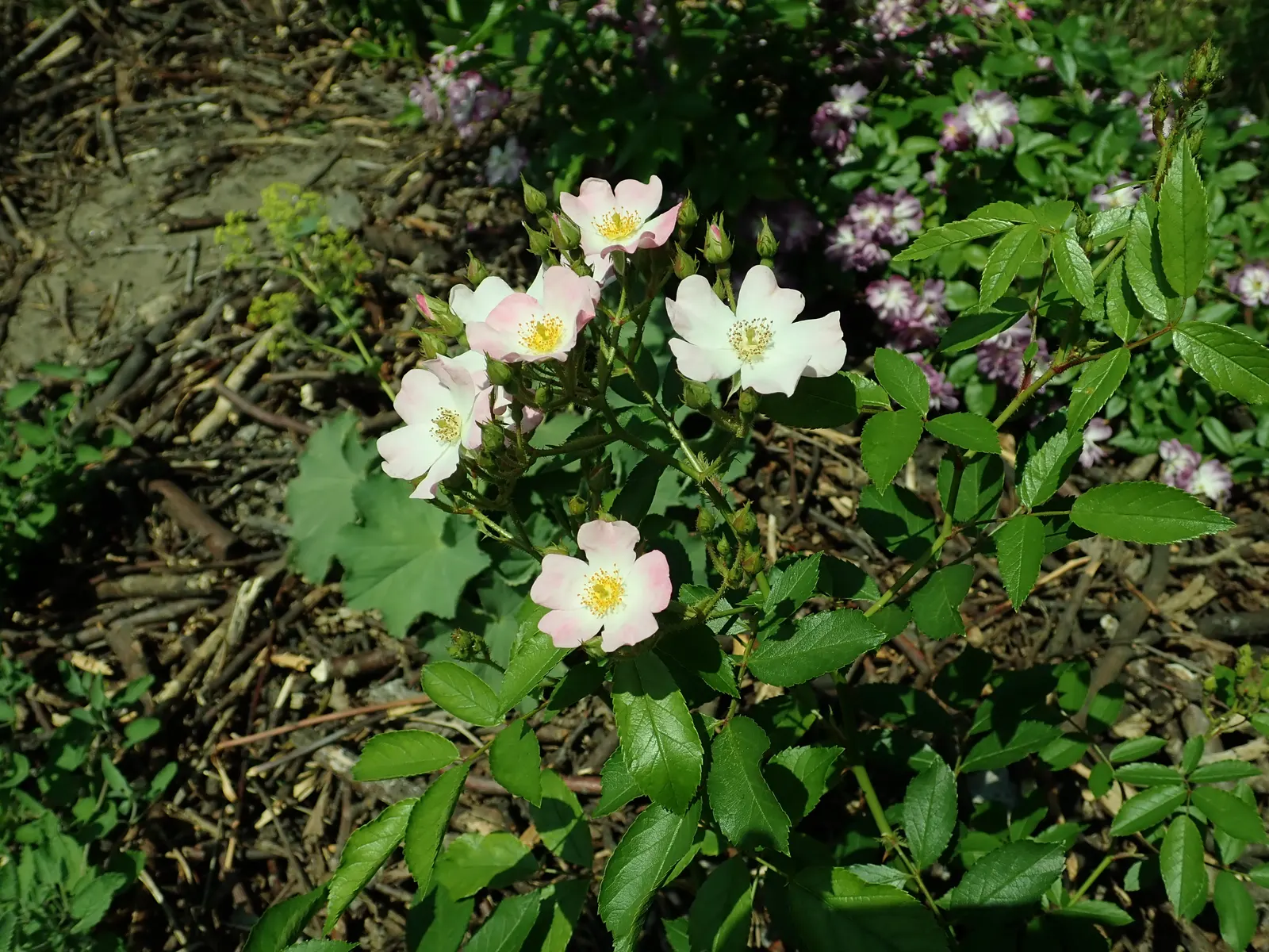 Shrub Rose Selections (Rosa Shrub Varieties) — Rosa shrubs thrive in well-draining soil with access to full sun - at least 6 hours of direct, image 51