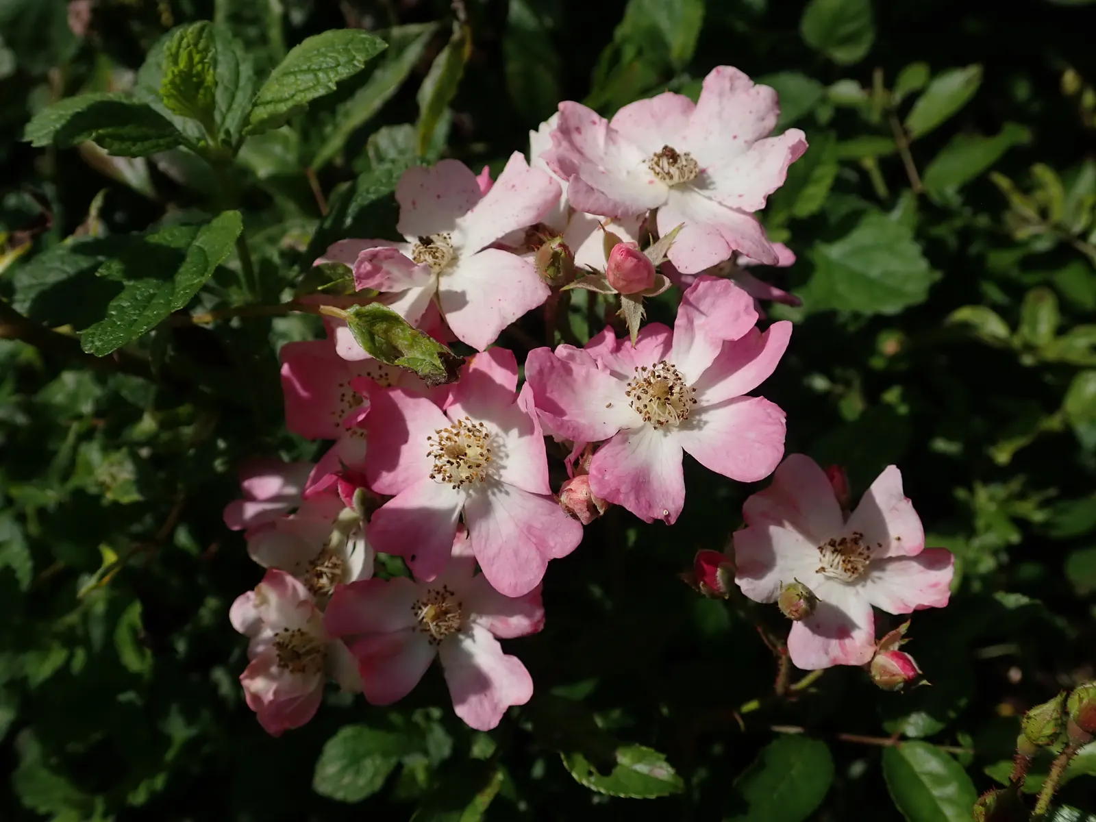 Shrub Rose Selections (Rosa Shrub Varieties) — Rosa shrubs thrive in well-draining soil with access to full sun - at least 6 hours of direct sunlight daily