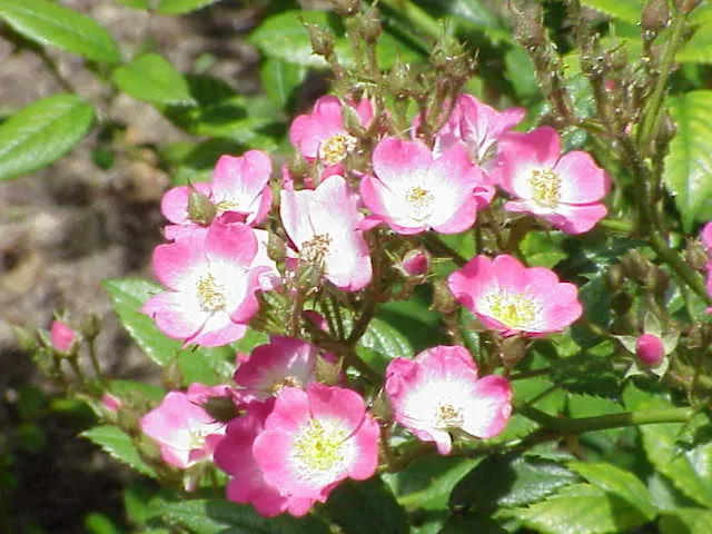Shrub Rose Selections (Rosa Shrub Varieties) — Suitable for USDA zones 3-11, they prefer full sun and well-drained soil