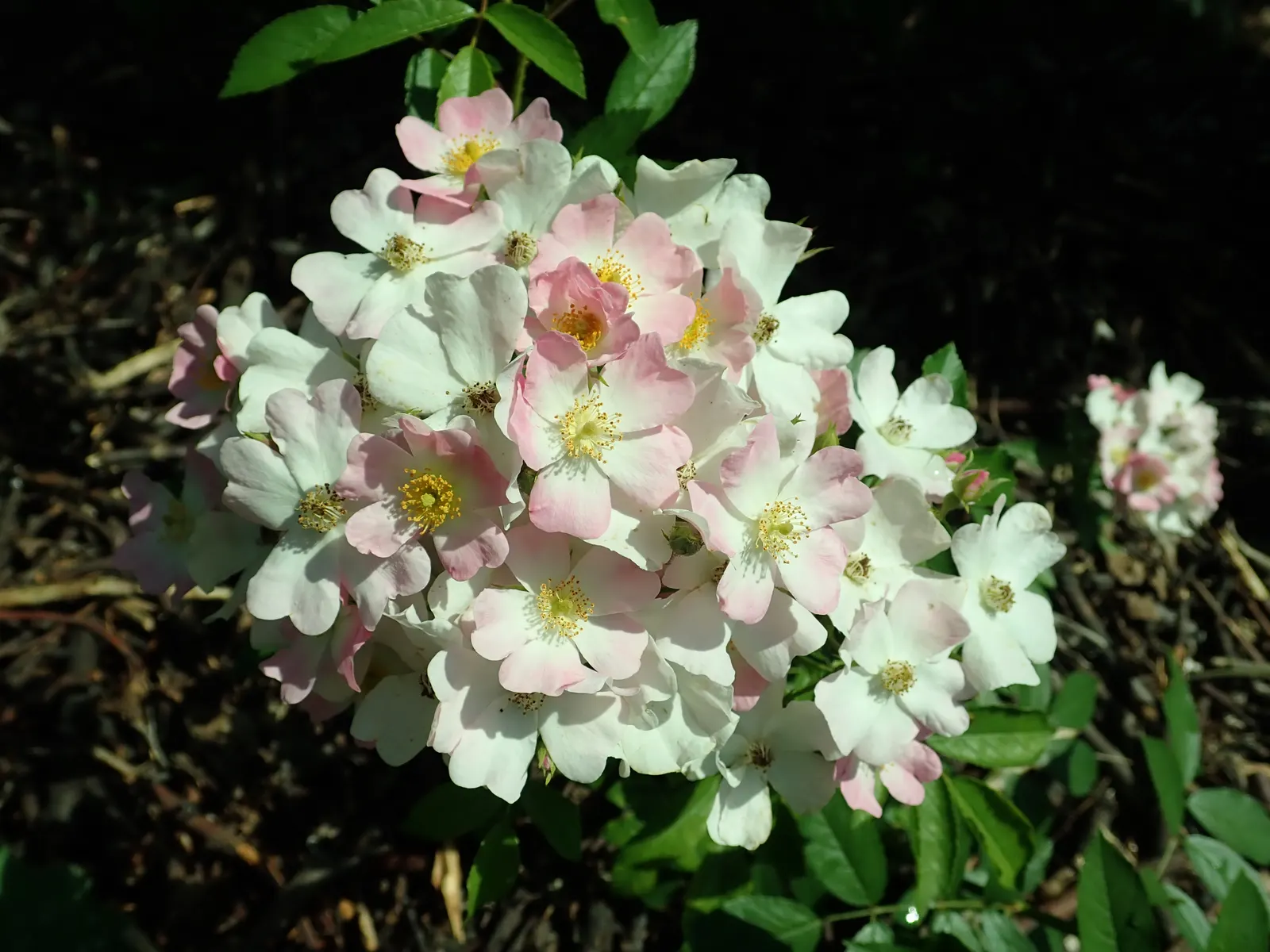 Shrub Rose Selections (Rosa Shrub Varieties) — It's advisable to inform clients about their moderate water requirements post-establishment, image 57