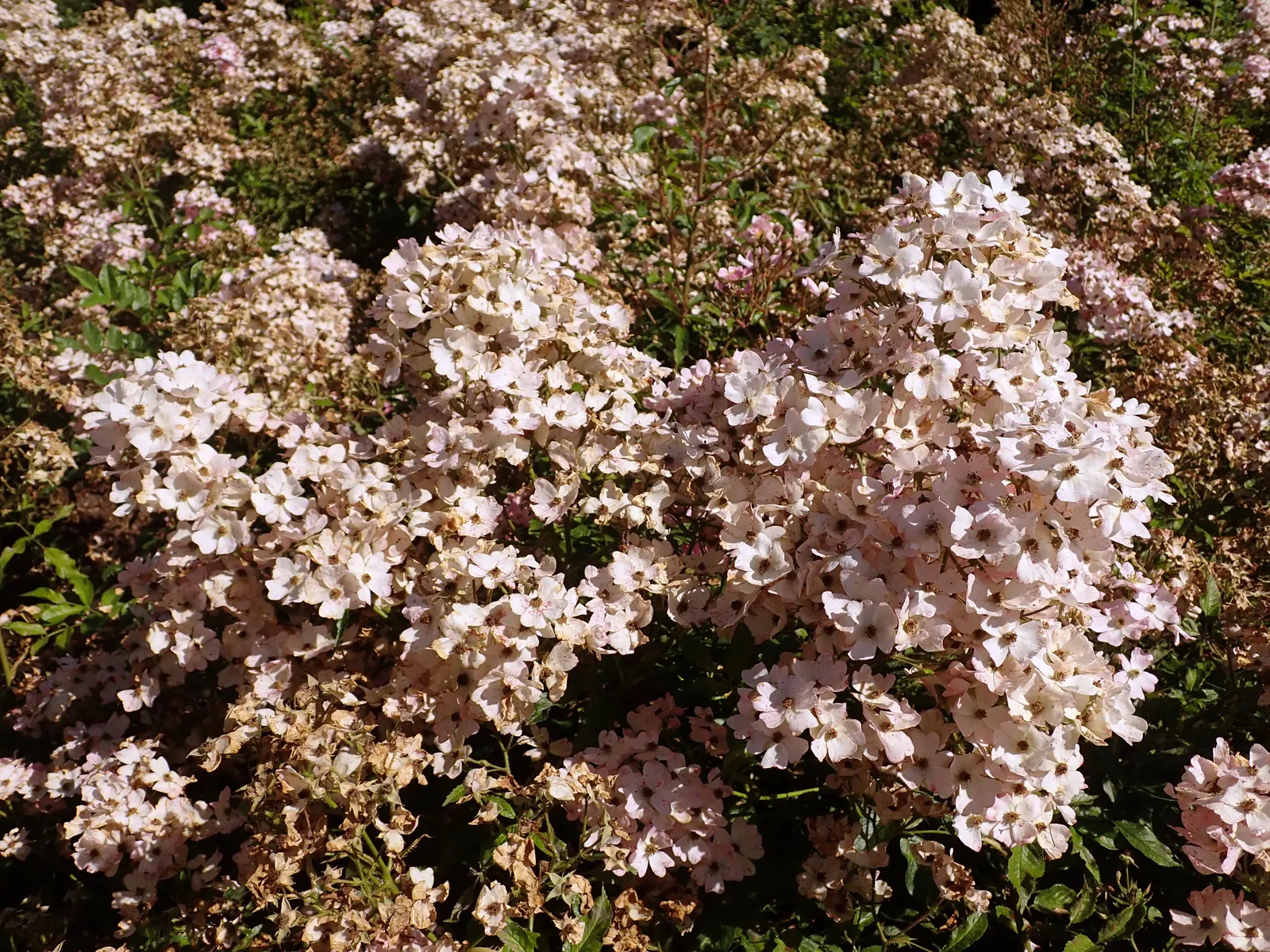 Shrub Rose Selections (Rosa Shrub Varieties) — They are hardy in USDA zones 5 through 9