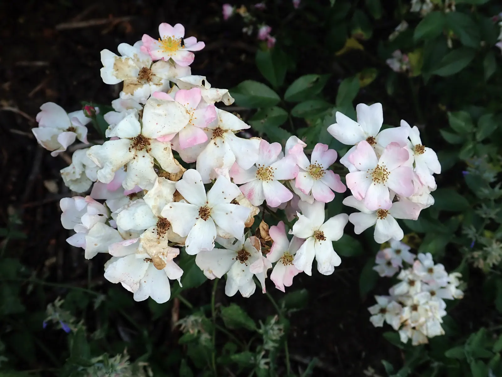 Shrub Rose Selections (Rosa Shrub Varieties) — Their dense growth habit makes them excellent for borders or mass planting; they are hardy in USDA zones 5