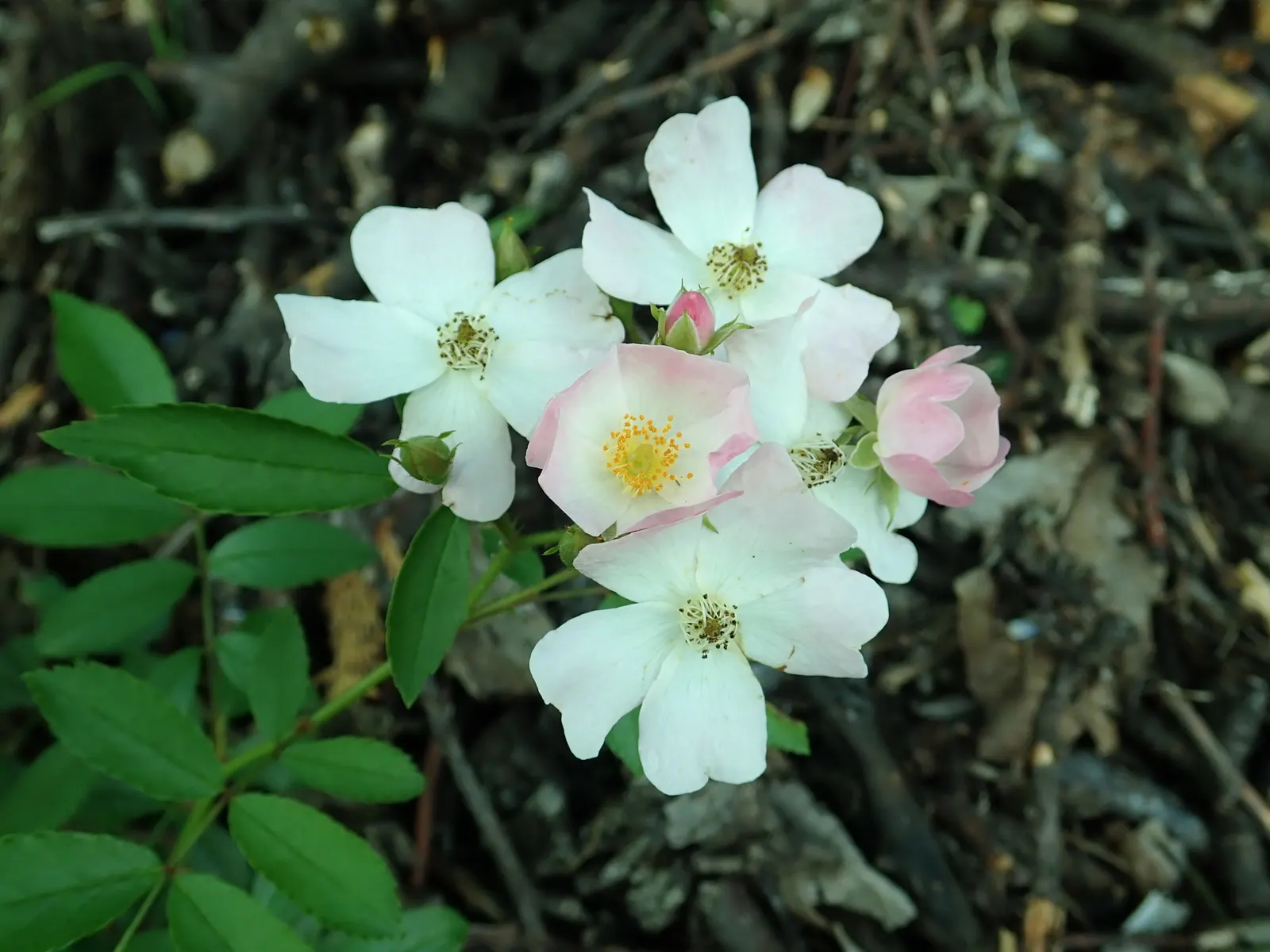 Shrub Rose Selections (Rosa Shrub Varieties) — which means they can withstand winter temperatures as low as -20&deg;F