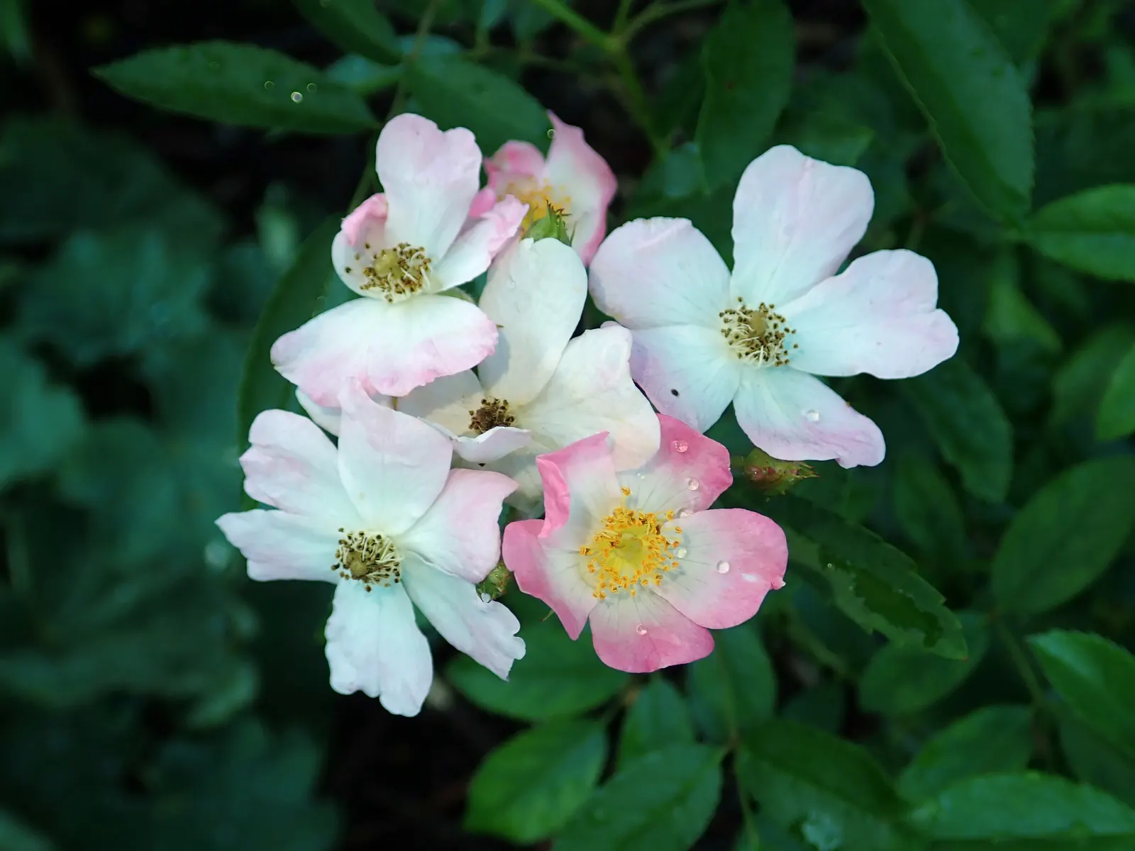 Shrub Rose Selections (Rosa Shrub Varieties) — commonly referred to as shrub roses; providing long-lasting color and a welcoming habitat for pollinators