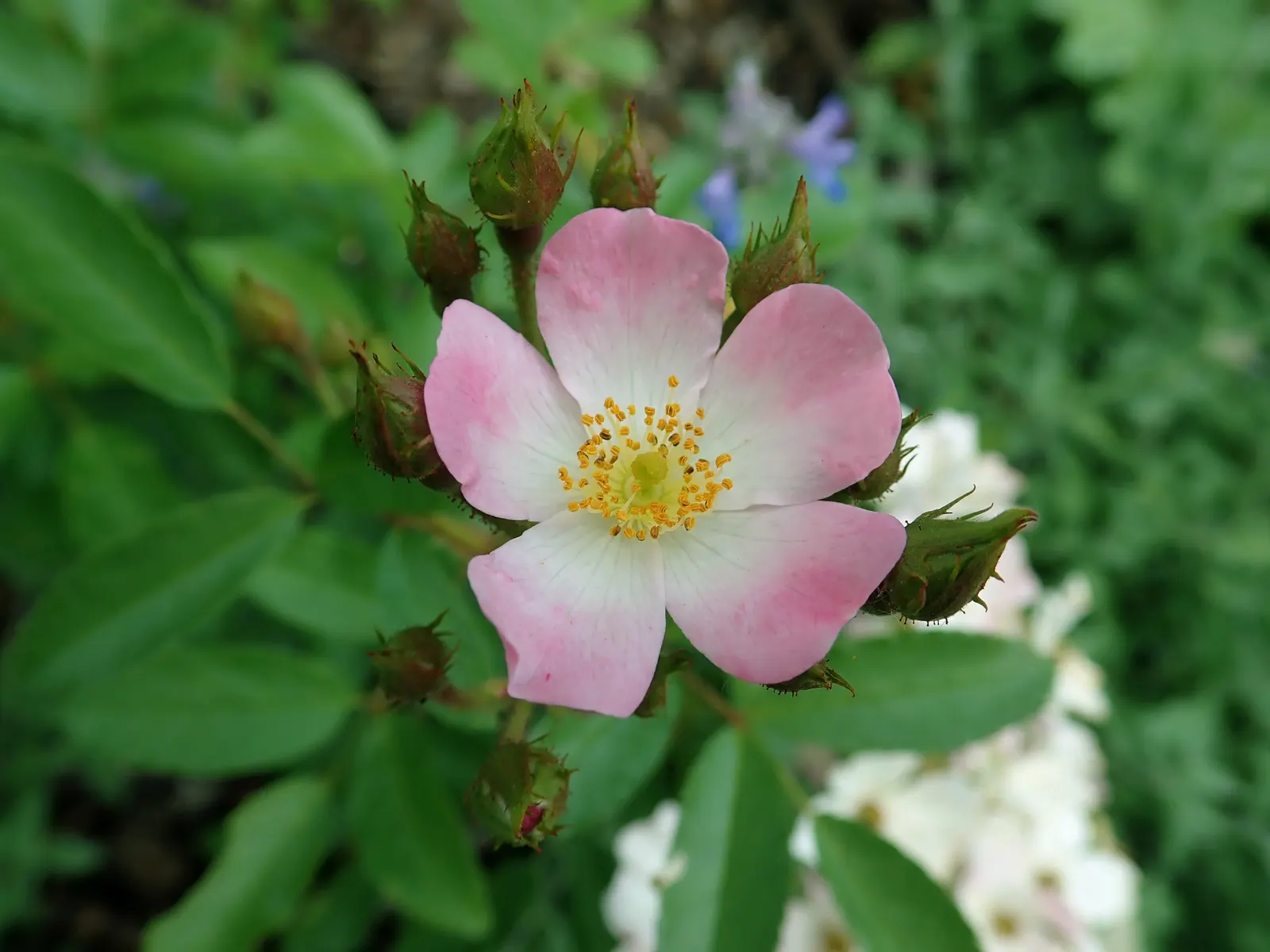 Shrub Rose Selections (Rosa Shrub Varieties) — and even multi-hued blooms