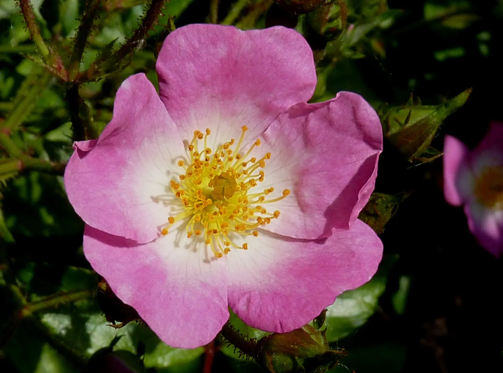 Shrub Rose Selections (Rosa Shrub Varieties) — usually in late winter to early spring; is recommended to maintain their shape and encourage new