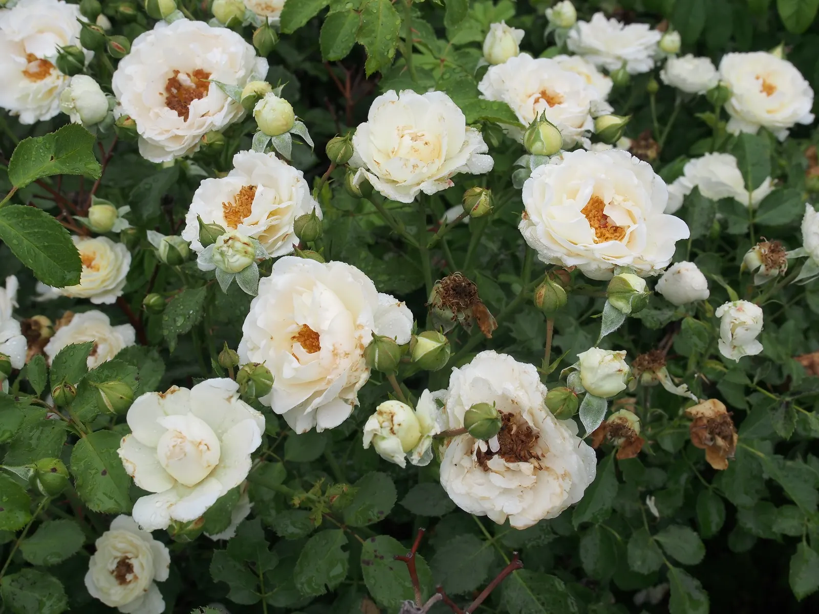 Shrub Rose Selections (Rosa Shrub Varieties) — It's advisable to inform clients about their moderate water requirements post-establishment; moreover, their