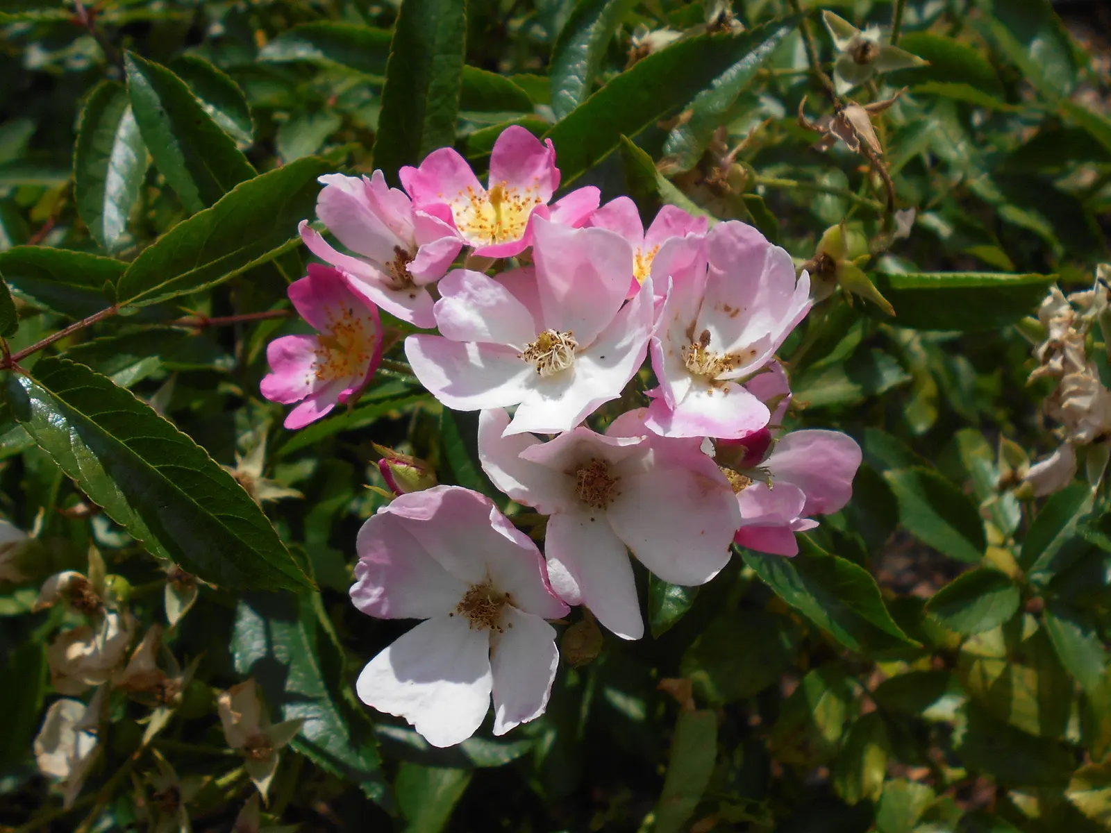 Shrub Rose Selections (Rosa Shrub Varieties) — shrub for full or half