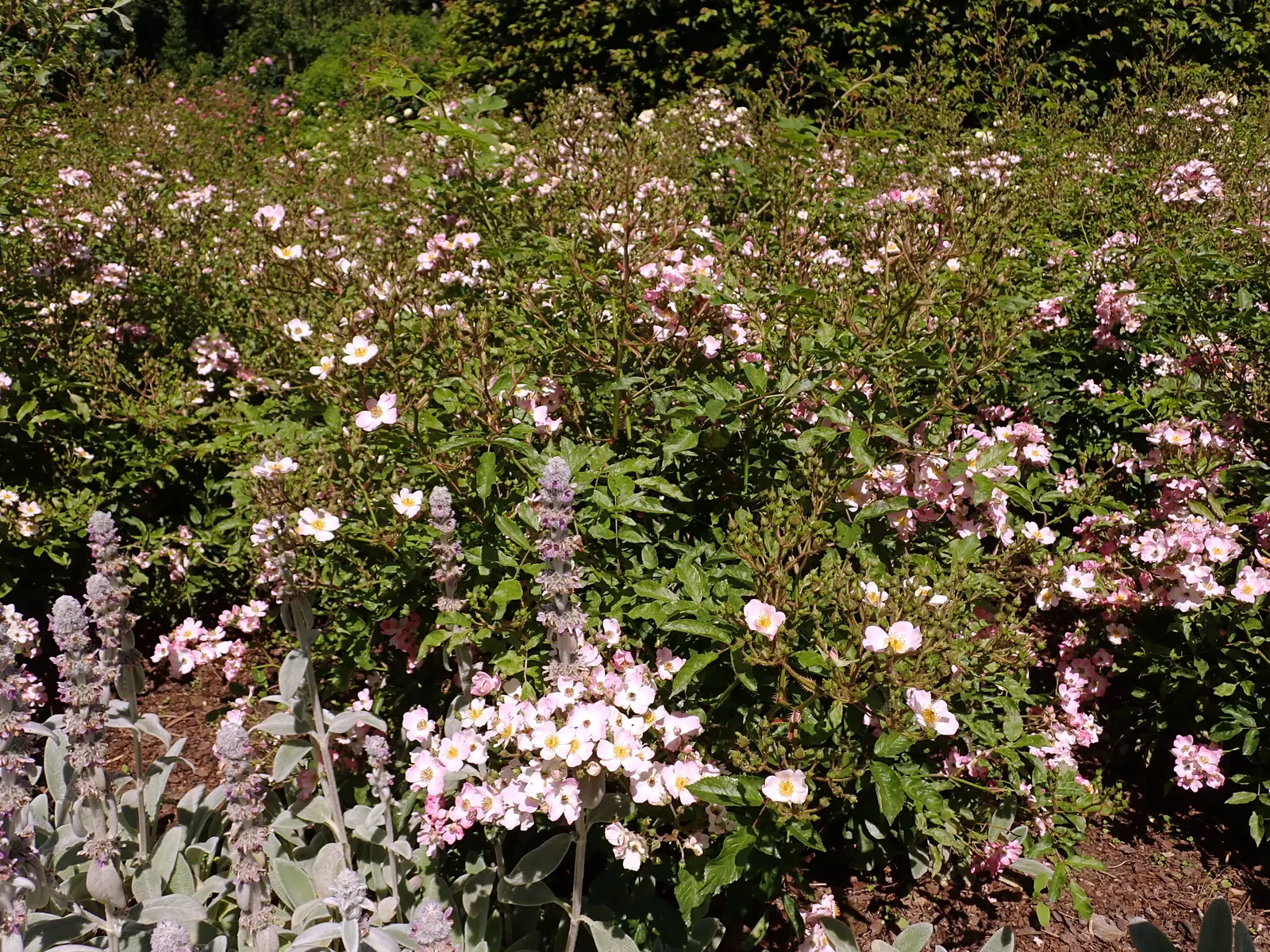 Shrub Rose Selections (Rosa Shrub Varieties) — Their dense growth habit makes them excellent for borders or mass planting
