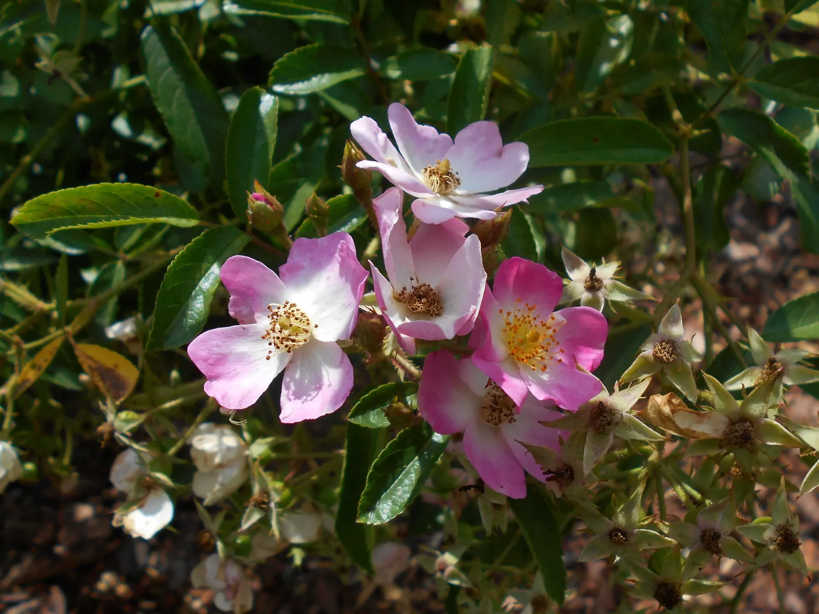 Shrub Rose Selections (Rosa Shrub Varieties) — shrub with pink blooms; shrub roses can reach sizes varying between 2 to 5 feet in height and an, image 59